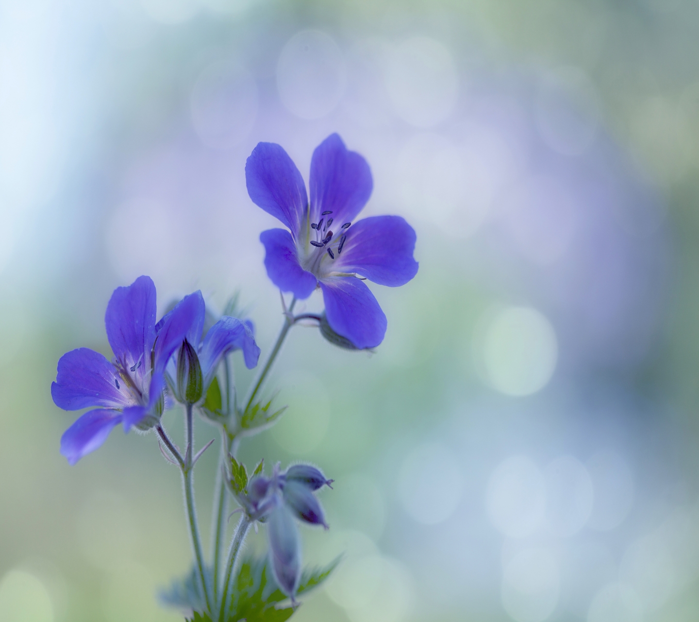 Téléchargez gratuitement l'image Fleurs, Fleur, Terre/nature sur le bureau de votre PC