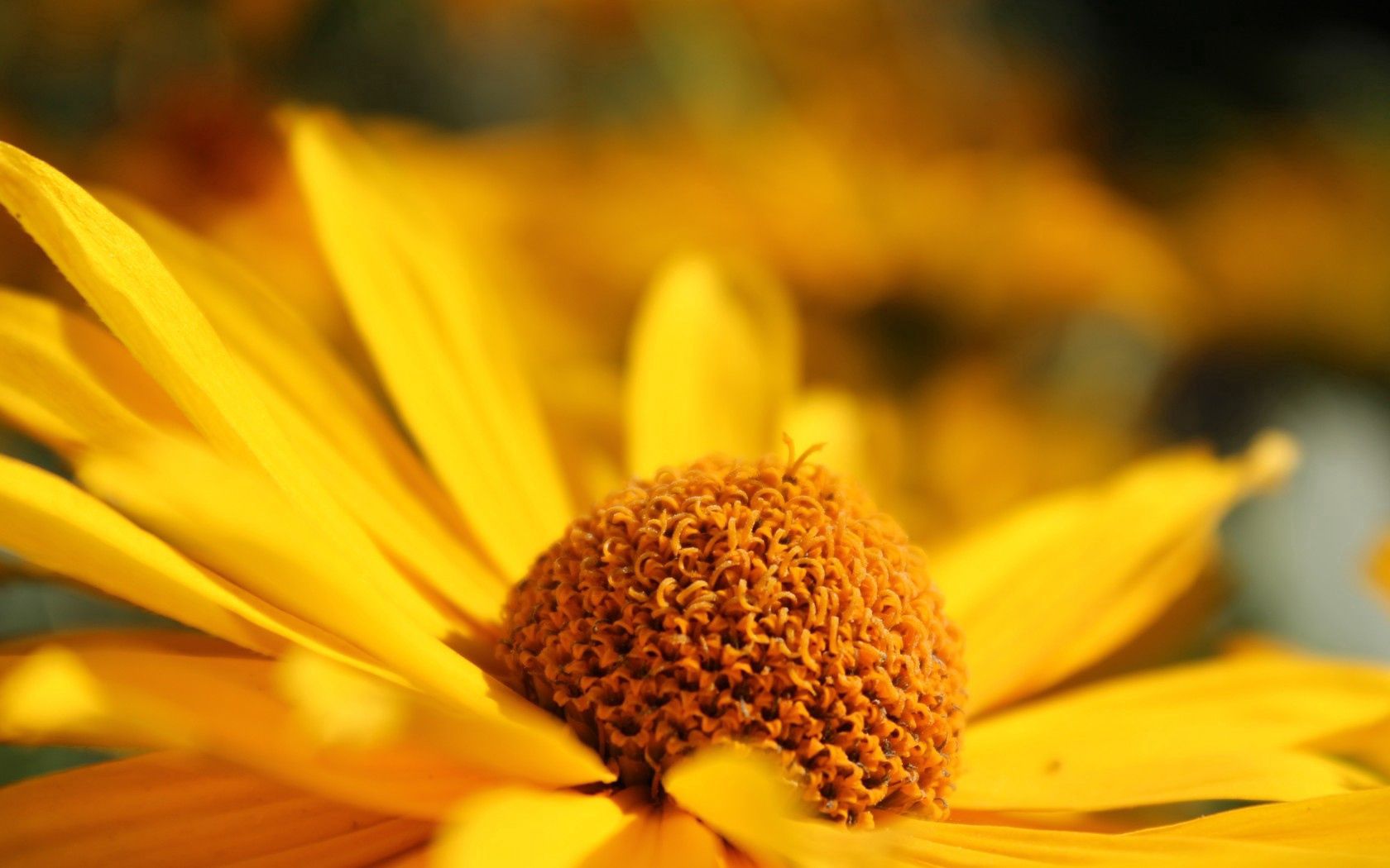 Laden Sie das Makro, Blütenblätter, Unschärfe, Glatt, Blume-Bild kostenlos auf Ihren PC-Desktop herunter