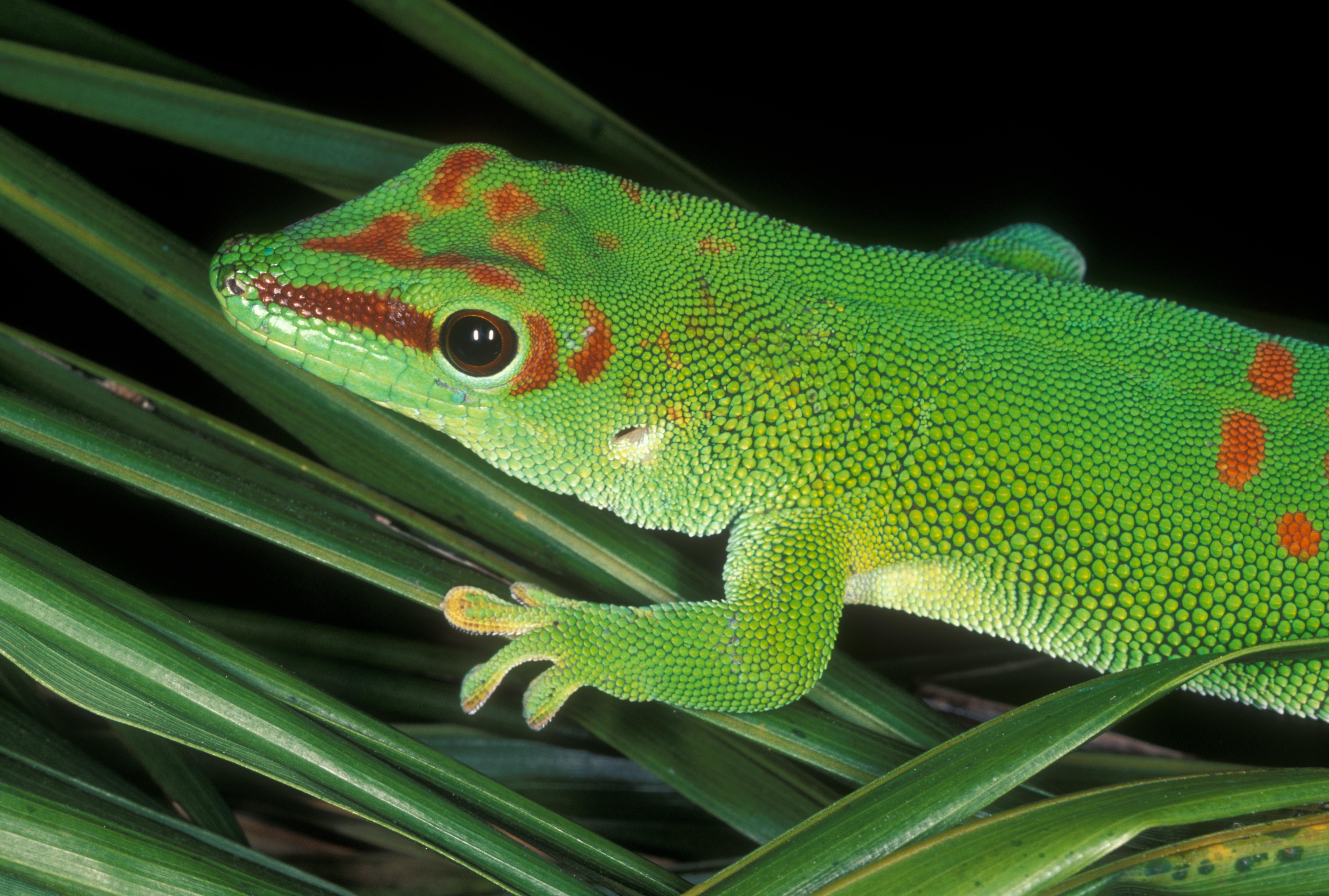 Download mobile wallpaper Gecko, Reptiles, Animal for free.