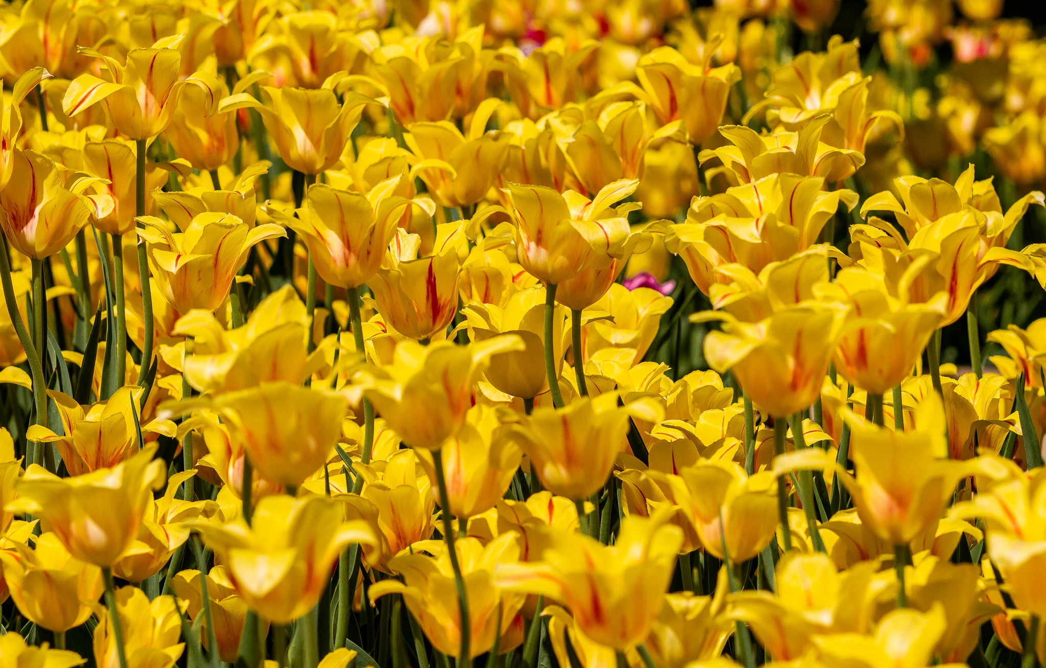 Handy-Wallpaper Natur, Blumen, Blume, Nahansicht, Tulpe, Gelbe Blume, Erde/natur kostenlos herunterladen.