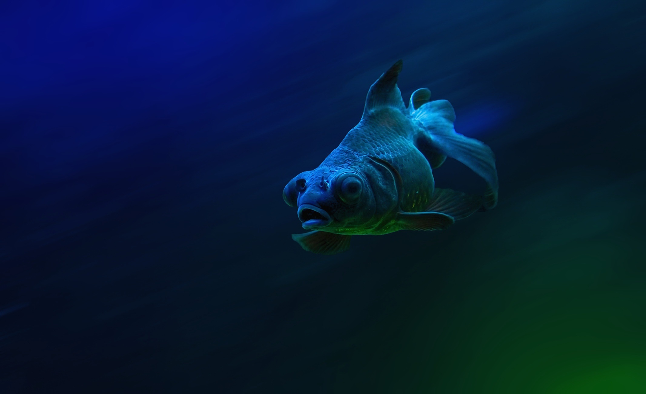 Download mobile wallpaper Fishes, Animal, Fish, Underwater for free.