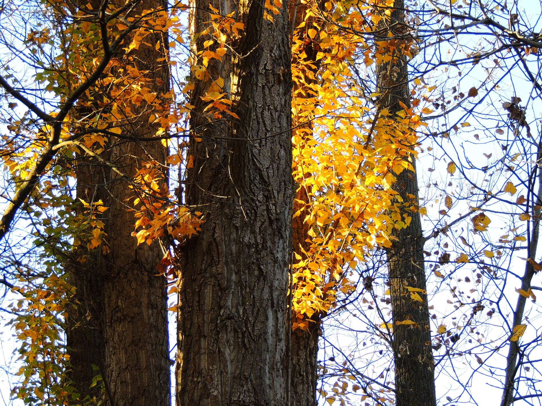 Free download wallpaper Tree, Leaf, Fall, Earth on your PC desktop