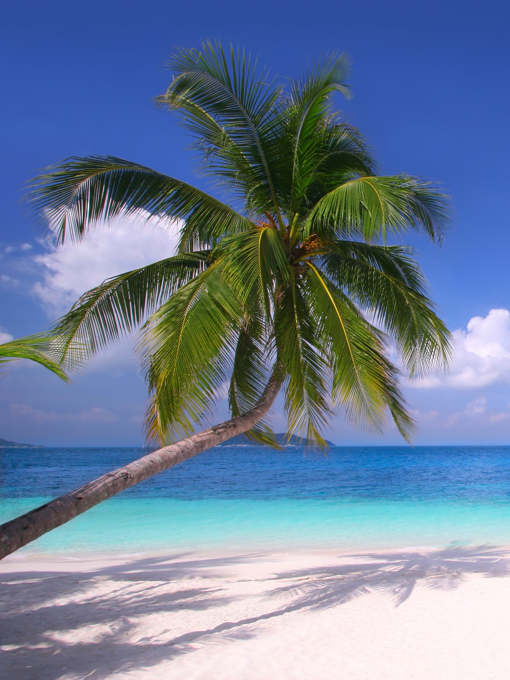 Download mobile wallpaper Earth, Tropical, Palm Tree for free.