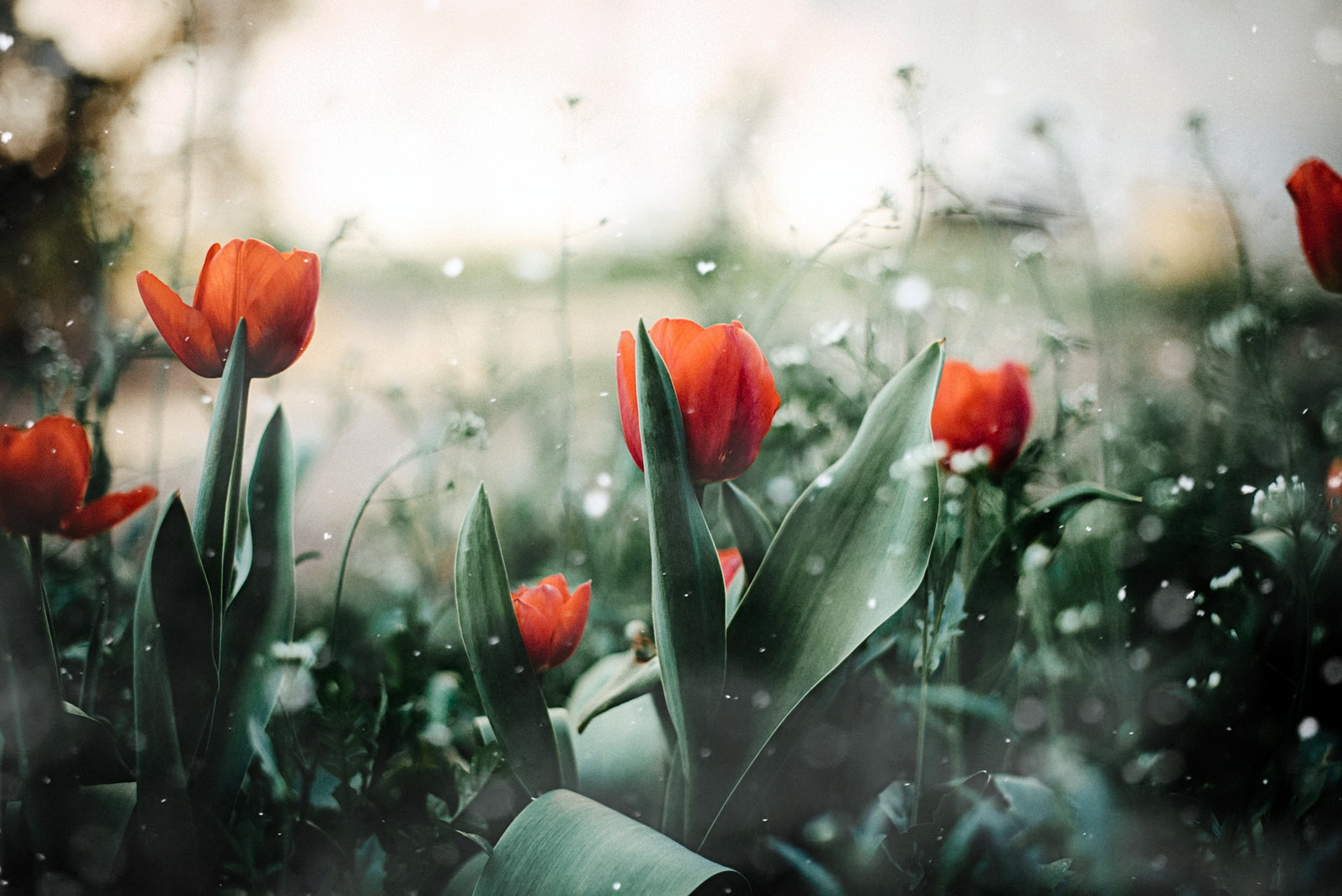 Laden Sie das Natur, Blumen, Sommer, Blume, Tulpe, Erde/natur, Orangene Blume, Tiefenschärfe-Bild kostenlos auf Ihren PC-Desktop herunter