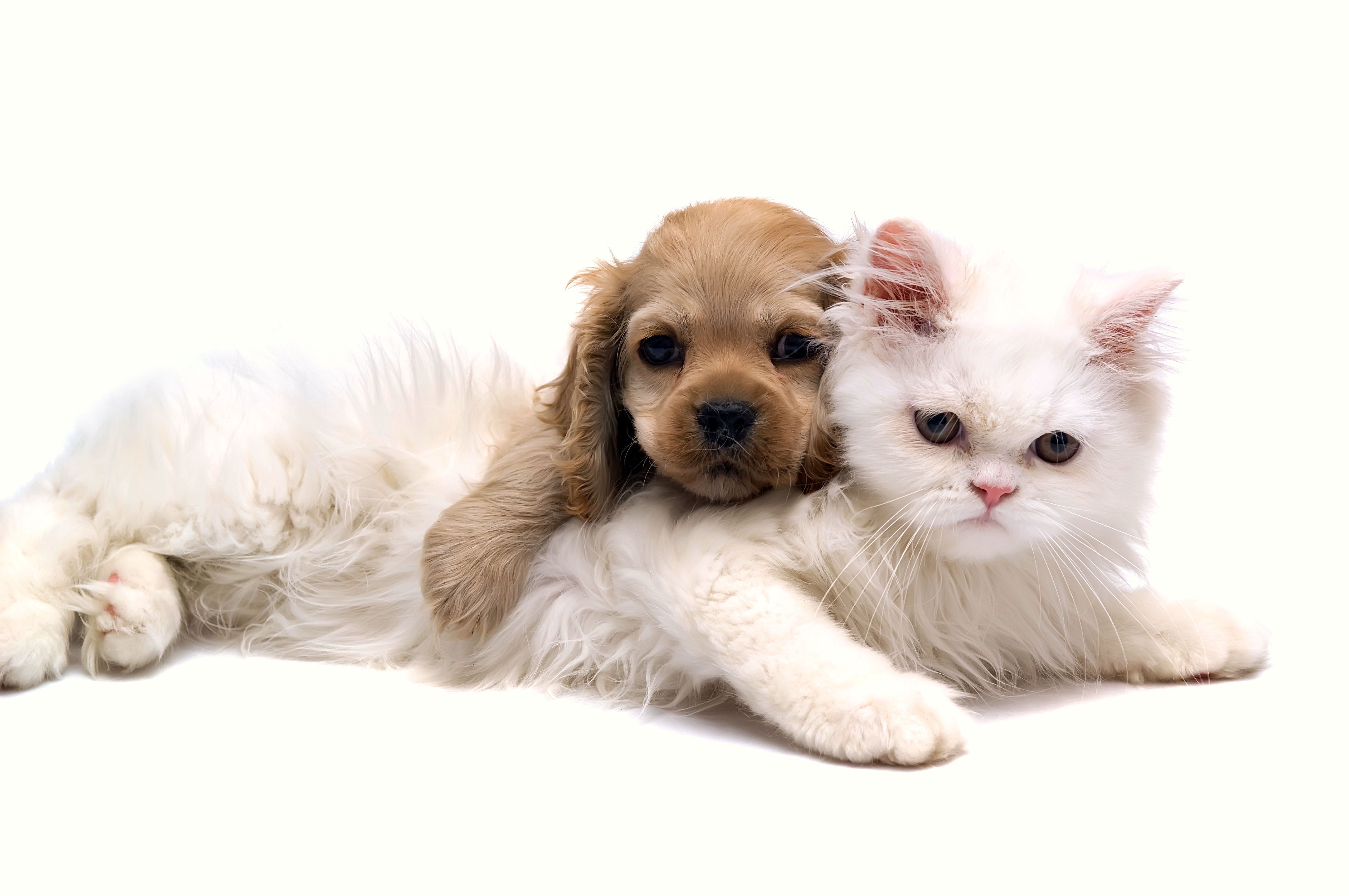 551552 descargar fondo de pantalla animales, perro y gato, gato, perro, gatito, cachorro: protectores de pantalla e imágenes gratis