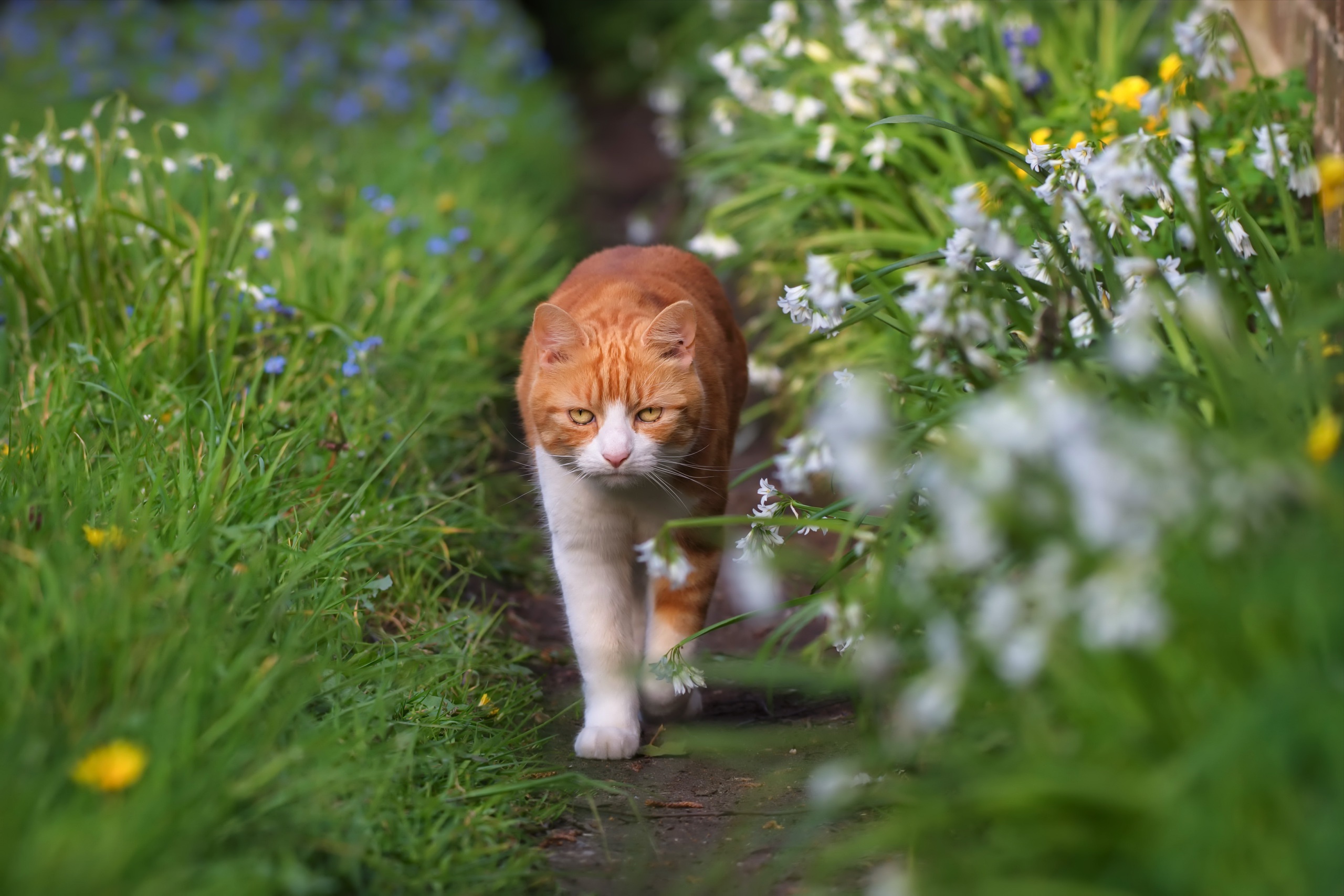 Download mobile wallpaper Cats, Grass, Cat, Animal, Depth Of Field for free.