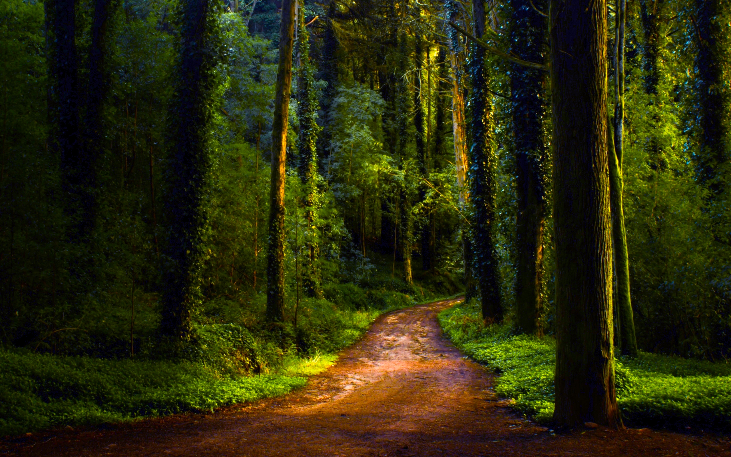 Скачать картинку Лес, Зеленый, Дорожка, Земля/природа, Грязная Дорога в телефон бесплатно.