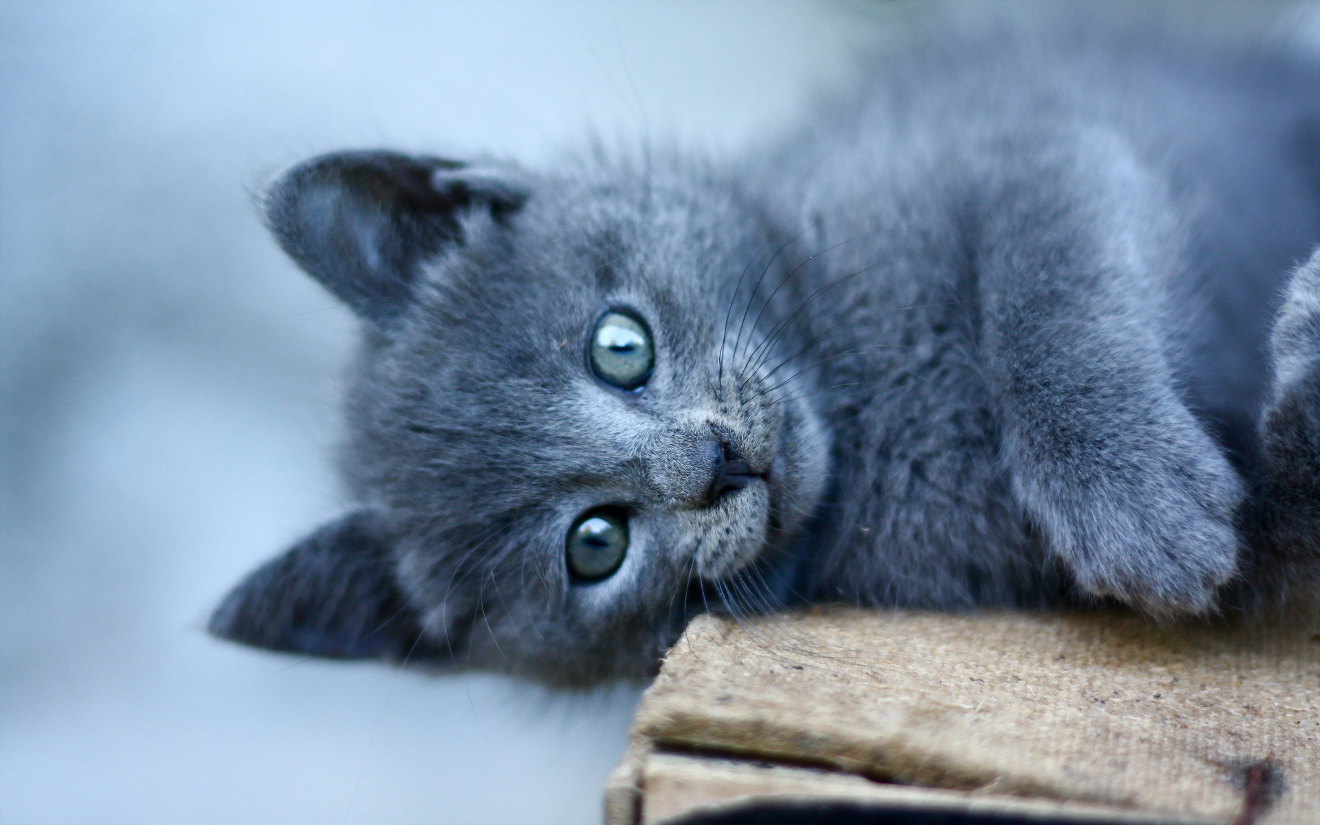 無料モバイル壁紙動物, ネコ, 猫をダウンロードします。