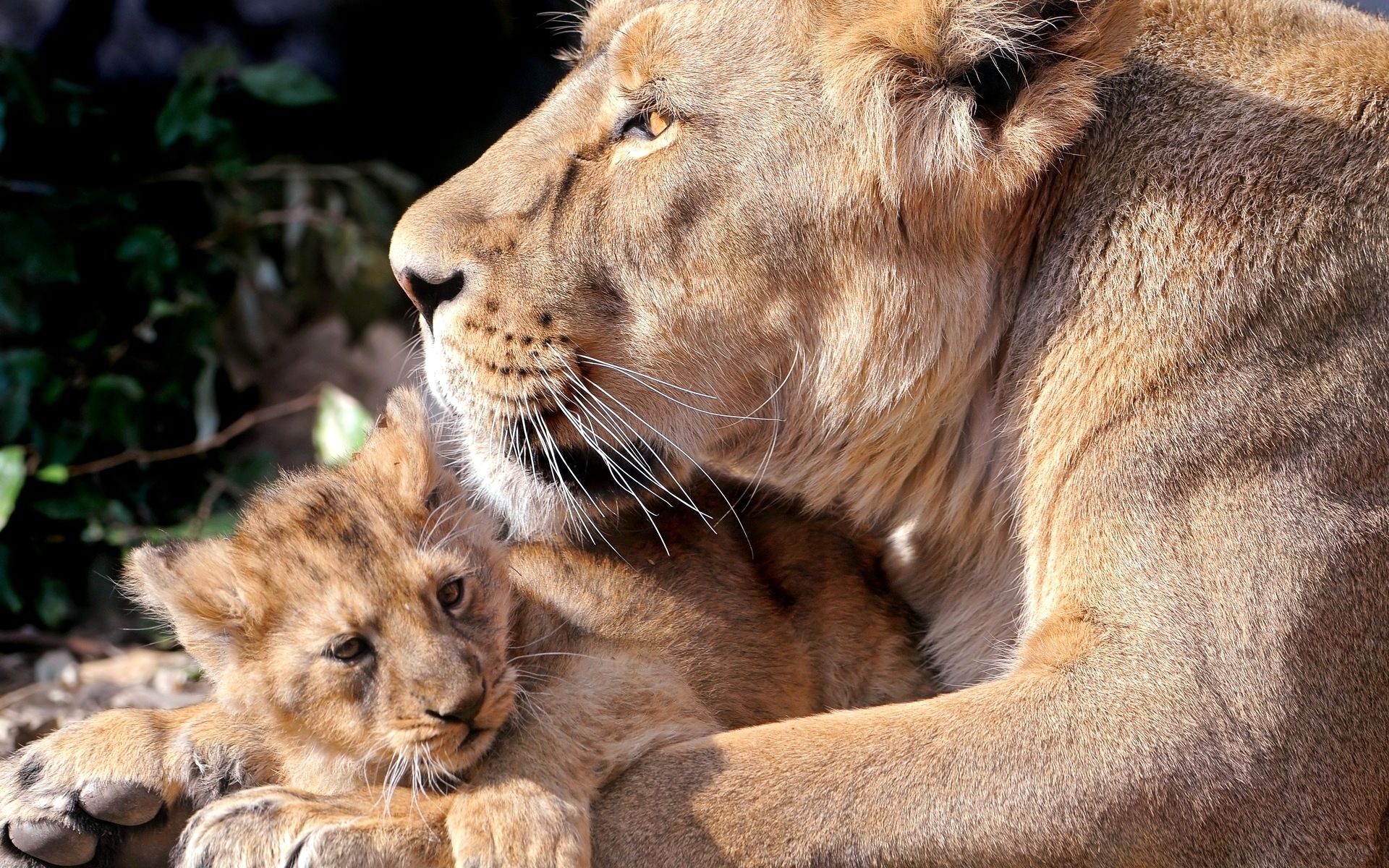 Téléchargez des papiers peints mobile Animaux, Chats, Lion gratuitement.