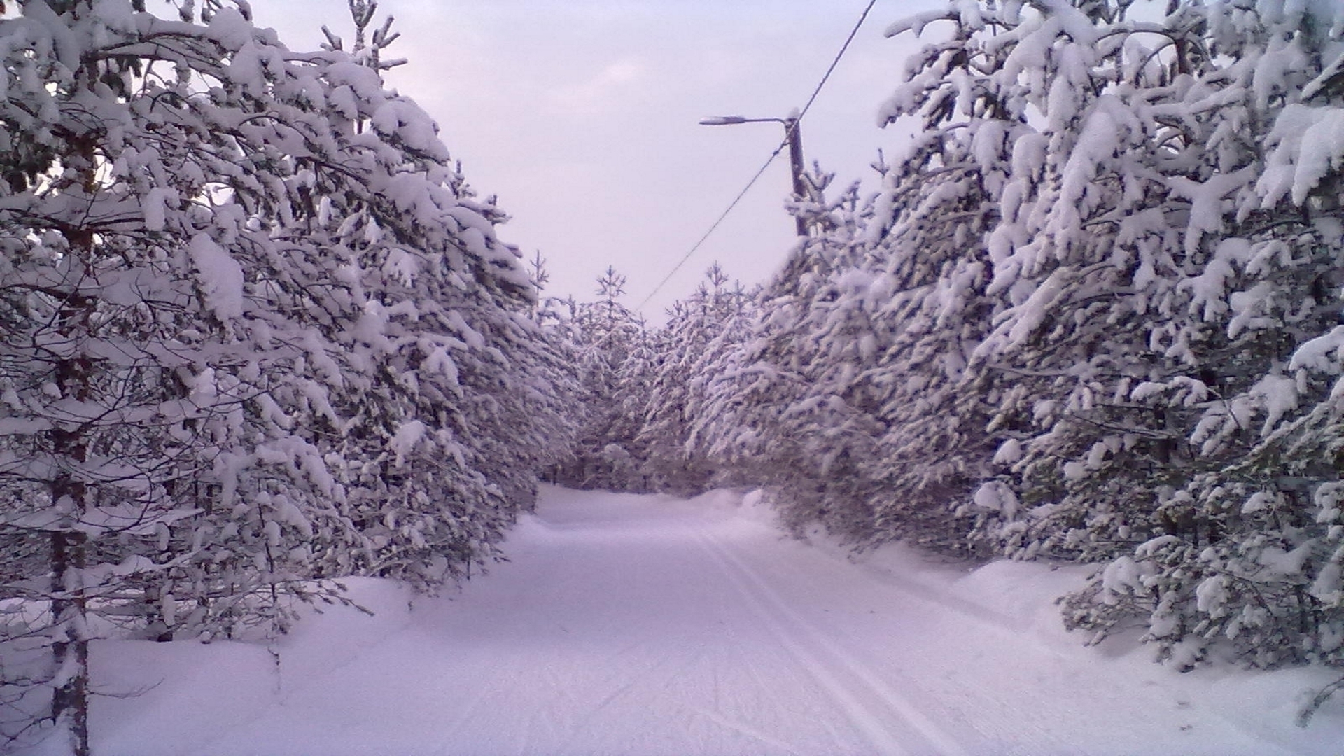 PCデスクトップに冬, 木, 雪, 写真撮影画像を無料でダウンロード