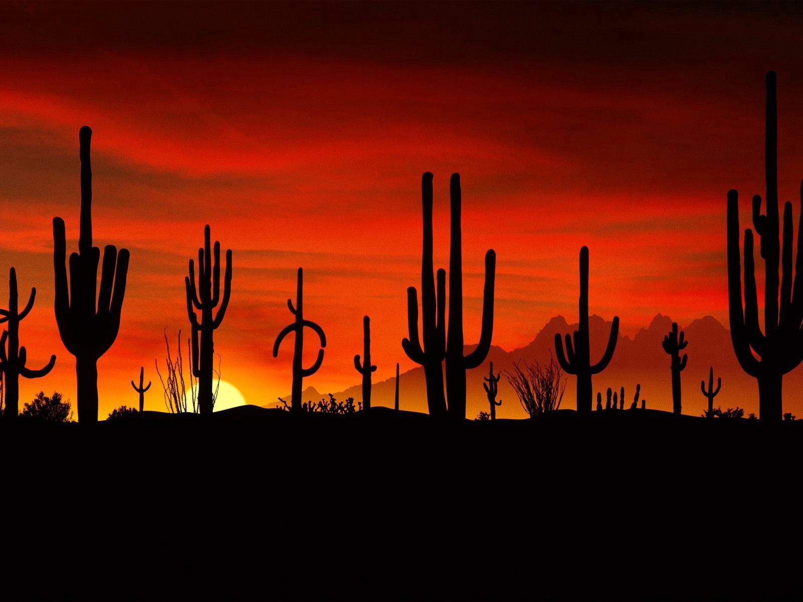 nature, cactuses, sunset, sun, desert, outlines, evening, shapes, shape