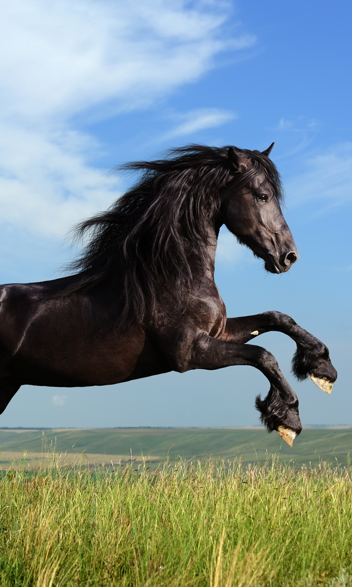 1321692 скачать обои фризская лошадь, животные, лошадь - заставки и картинки бесплатно