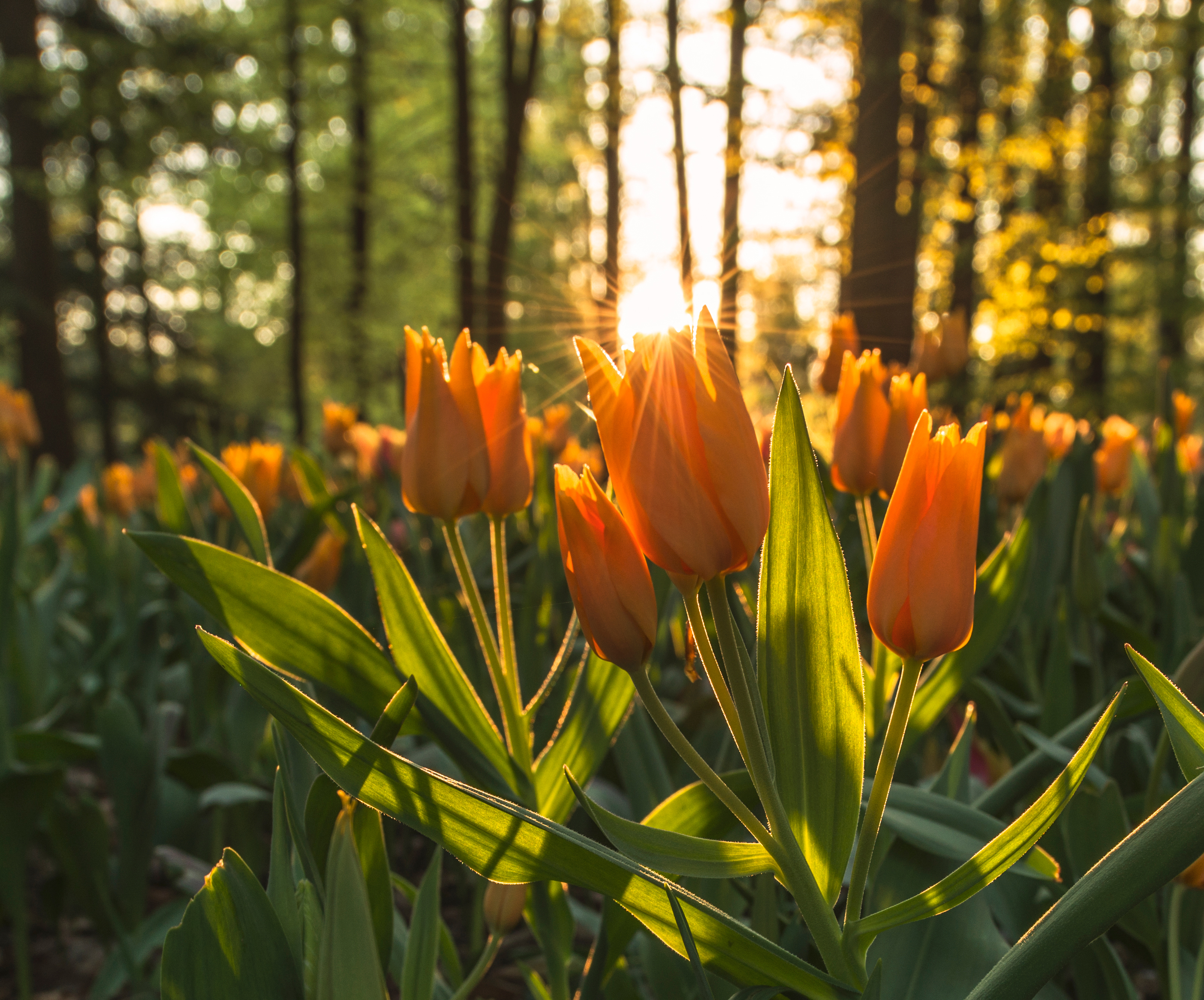 Handy-Wallpaper Natur, Blumen, Blume, Tulpe, Gelbe Blume, Sonnenstrahl, Erde/natur kostenlos herunterladen.