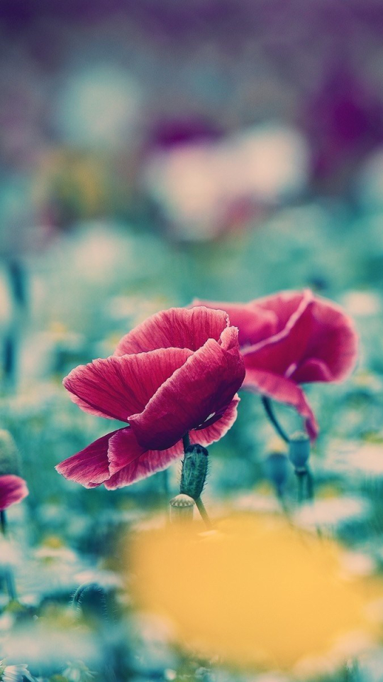 Download mobile wallpaper Nature, Flowers, Flower, Blur, Earth, Poppy, Red Flower for free.