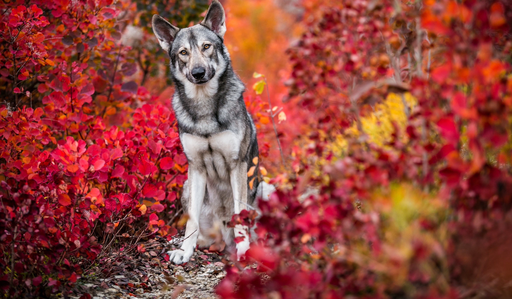 animal, wolfdog, dog, fall, leaf, dogs