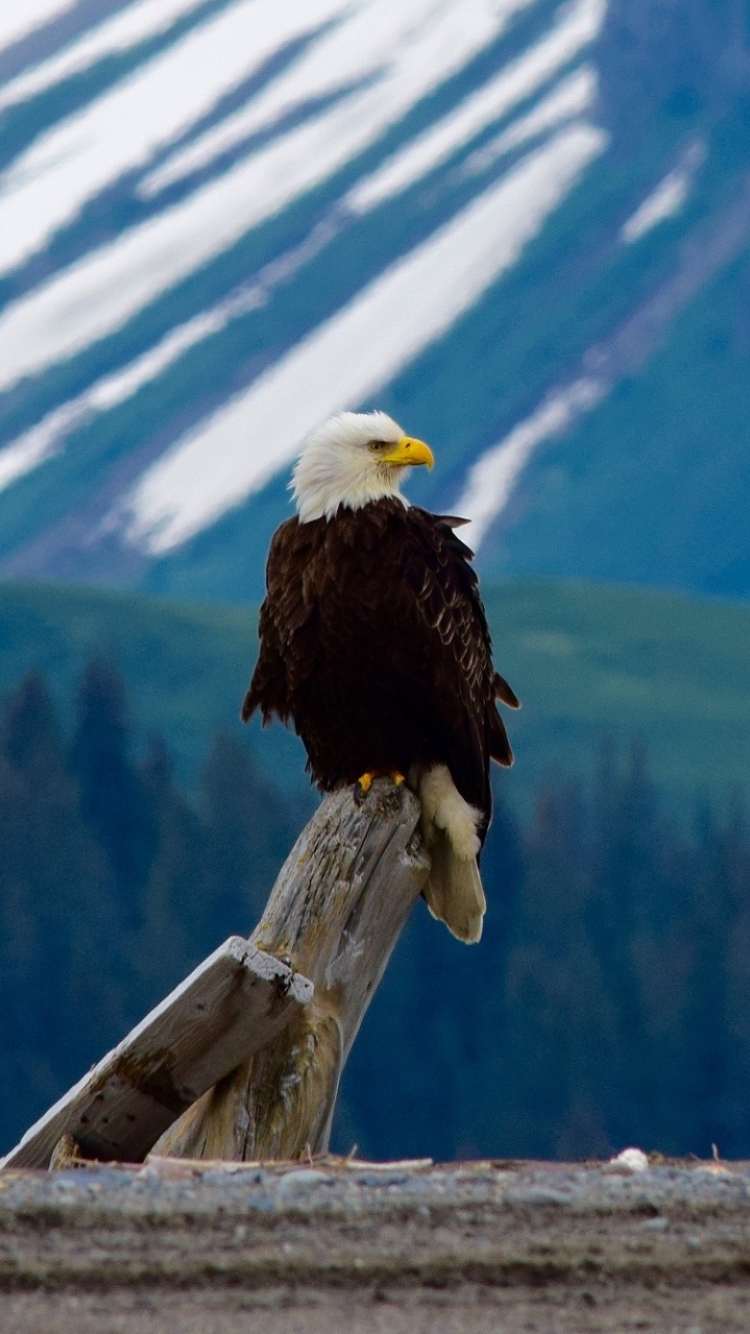 Download mobile wallpaper Birds, Bird, Animal, Eagle, Bald Eagle, Bird Of Prey for free.