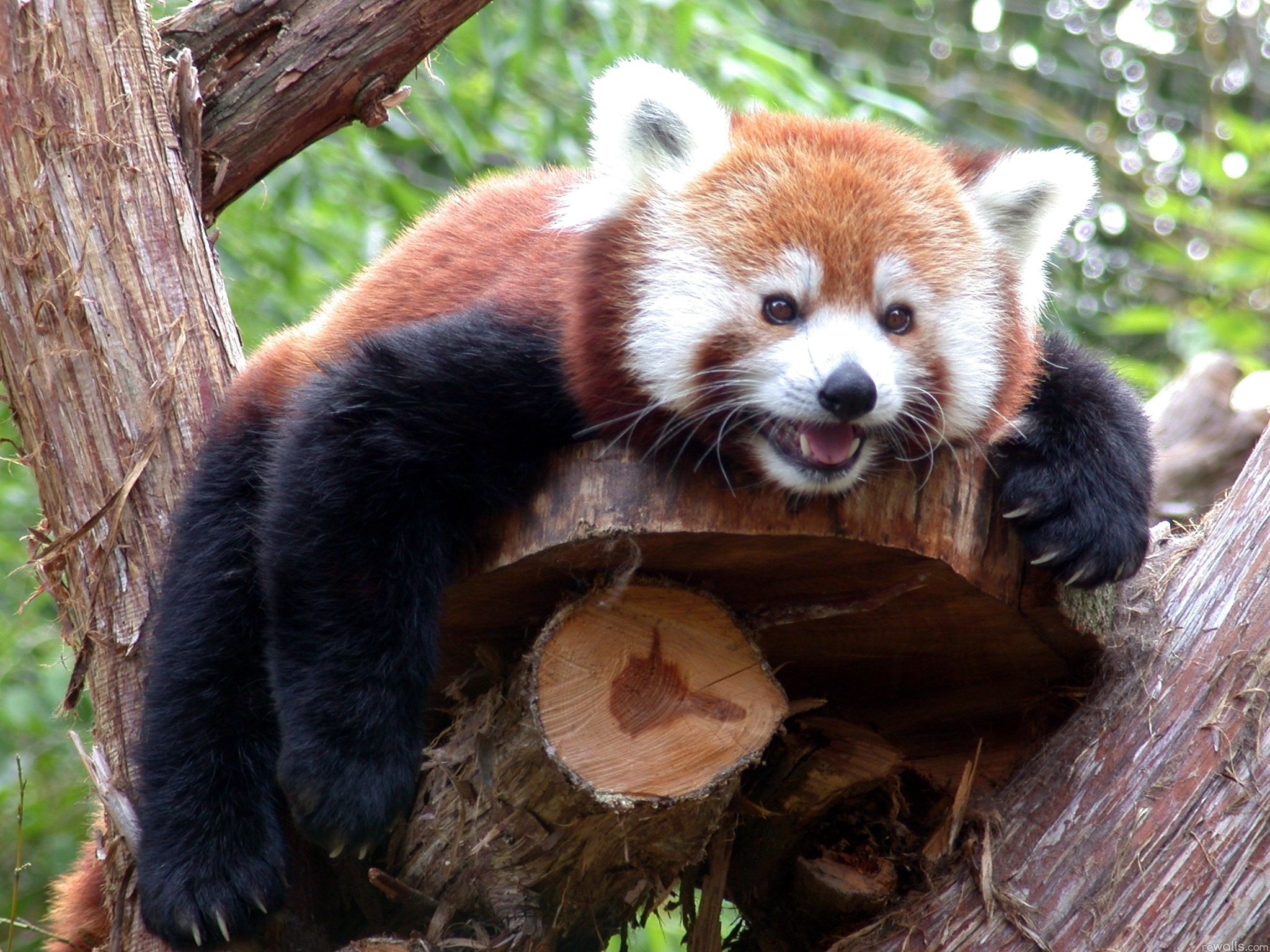Download mobile wallpaper Animals, Wood, To Lie Down, Lie, Muzzle, Branch, Tree, Red Panda for free.
