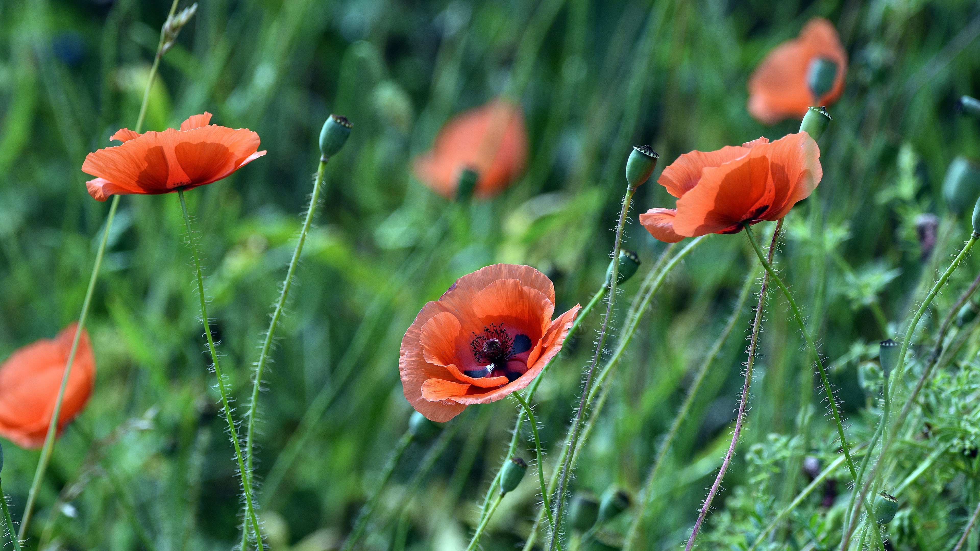 Free download wallpaper Flowers, Earth, Poppy on your PC desktop