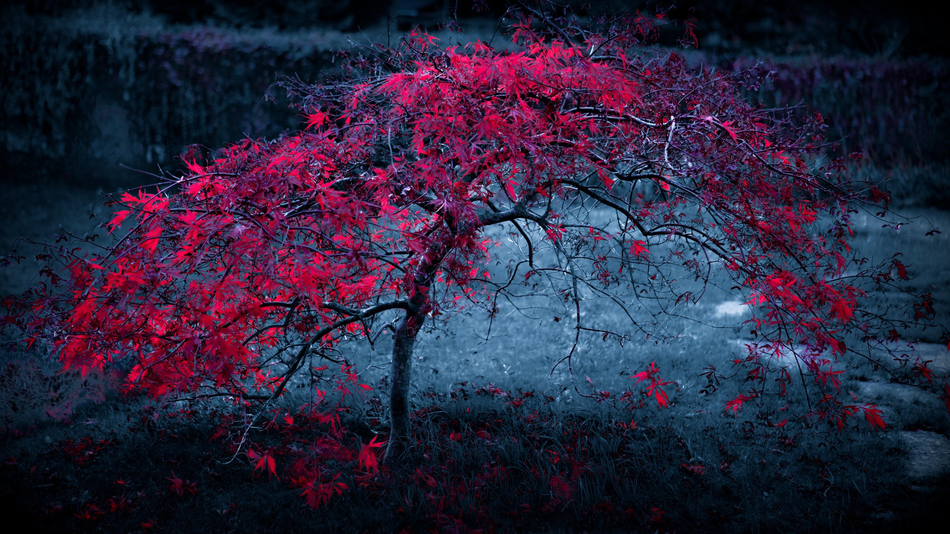 Téléchargez gratuitement l'image Arbre, Terre/nature sur le bureau de votre PC