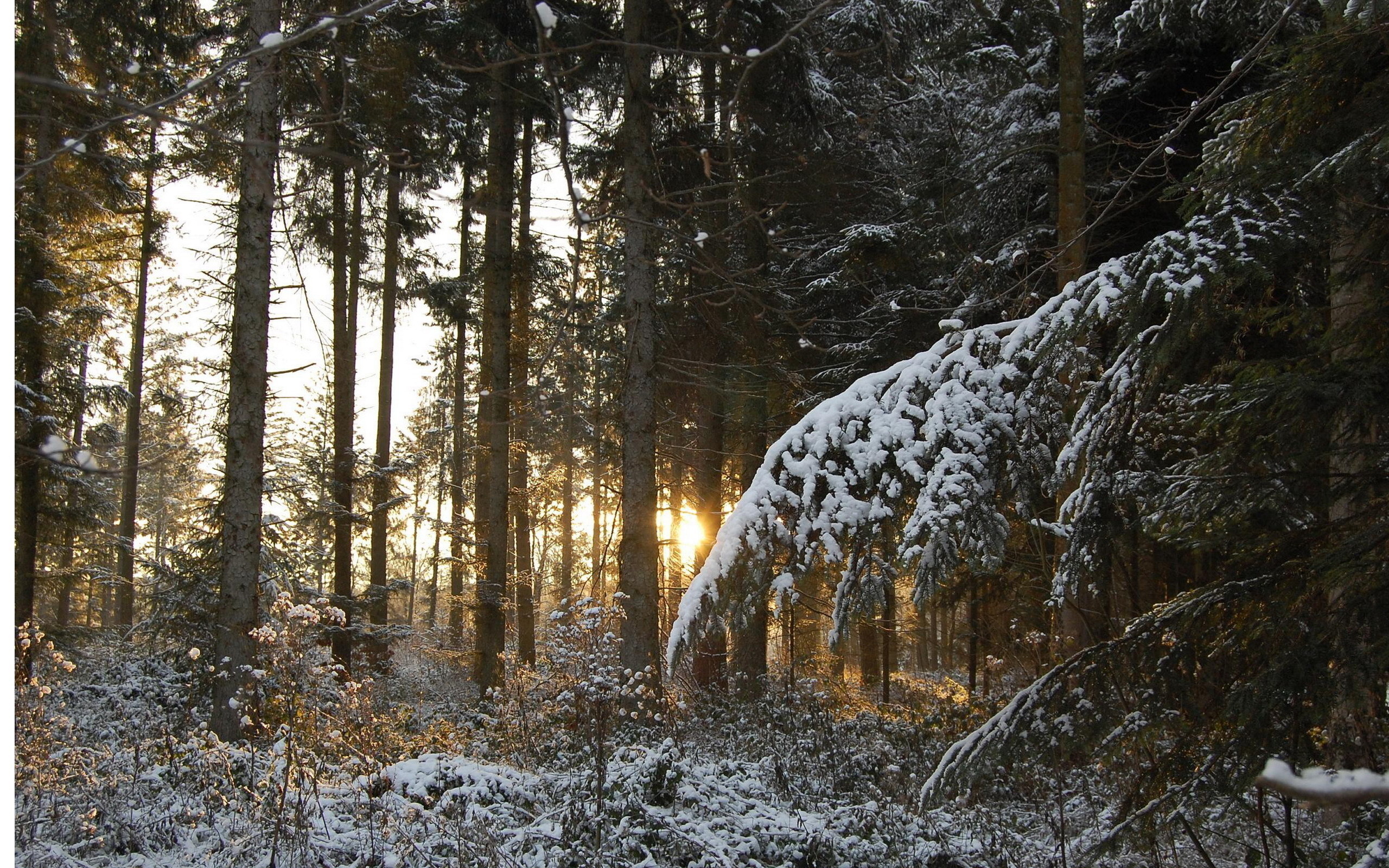 Baixar papel de parede para celular de Inverno, Terra/natureza gratuito.