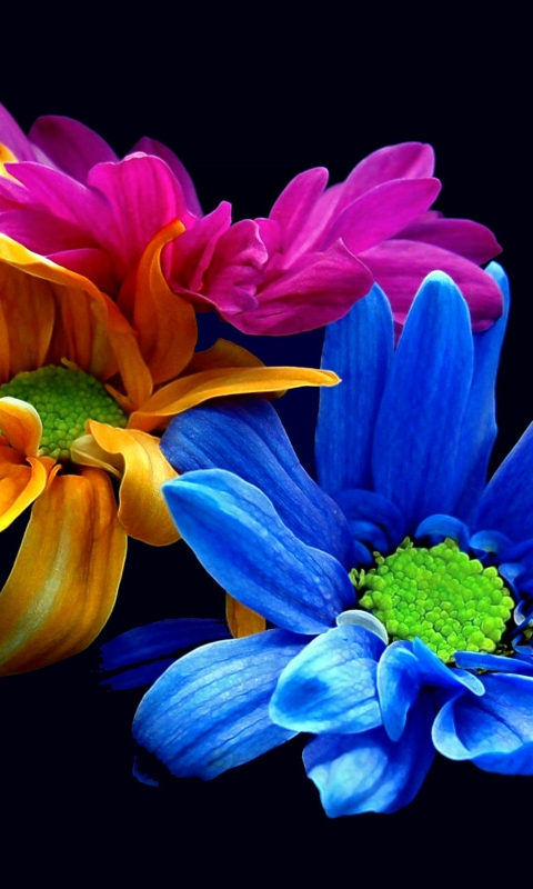 Download mobile wallpaper Flowers, Flower, Earth, Colorful, Petal, Yellow Flower, Purple Flower, Blue Flower for free.