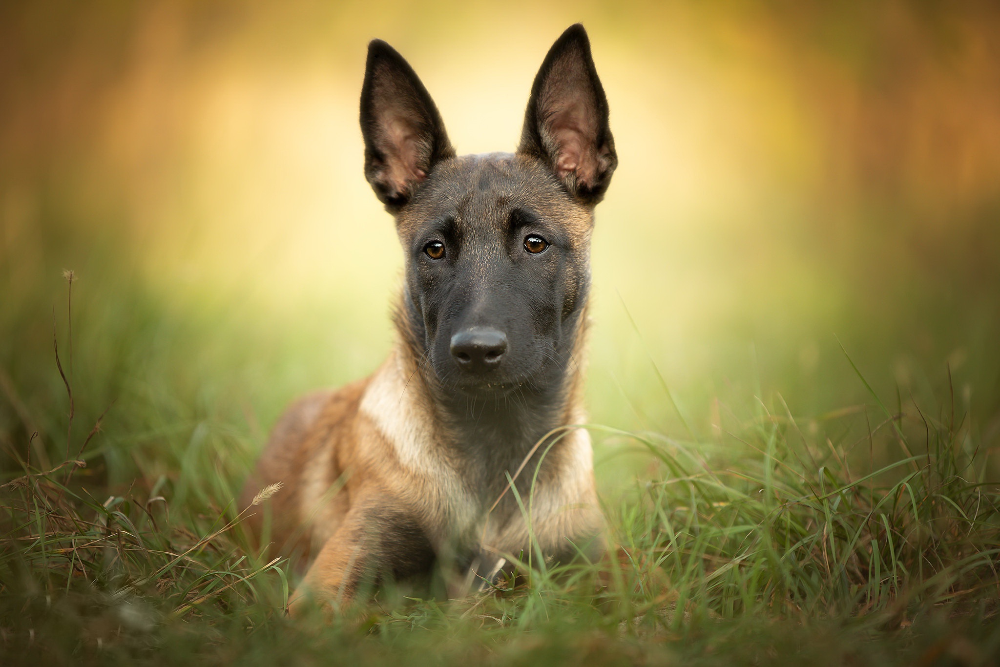 Free download wallpaper Dogs, Dog, Animal, Belgian Shepherd, Malinois on your PC desktop
