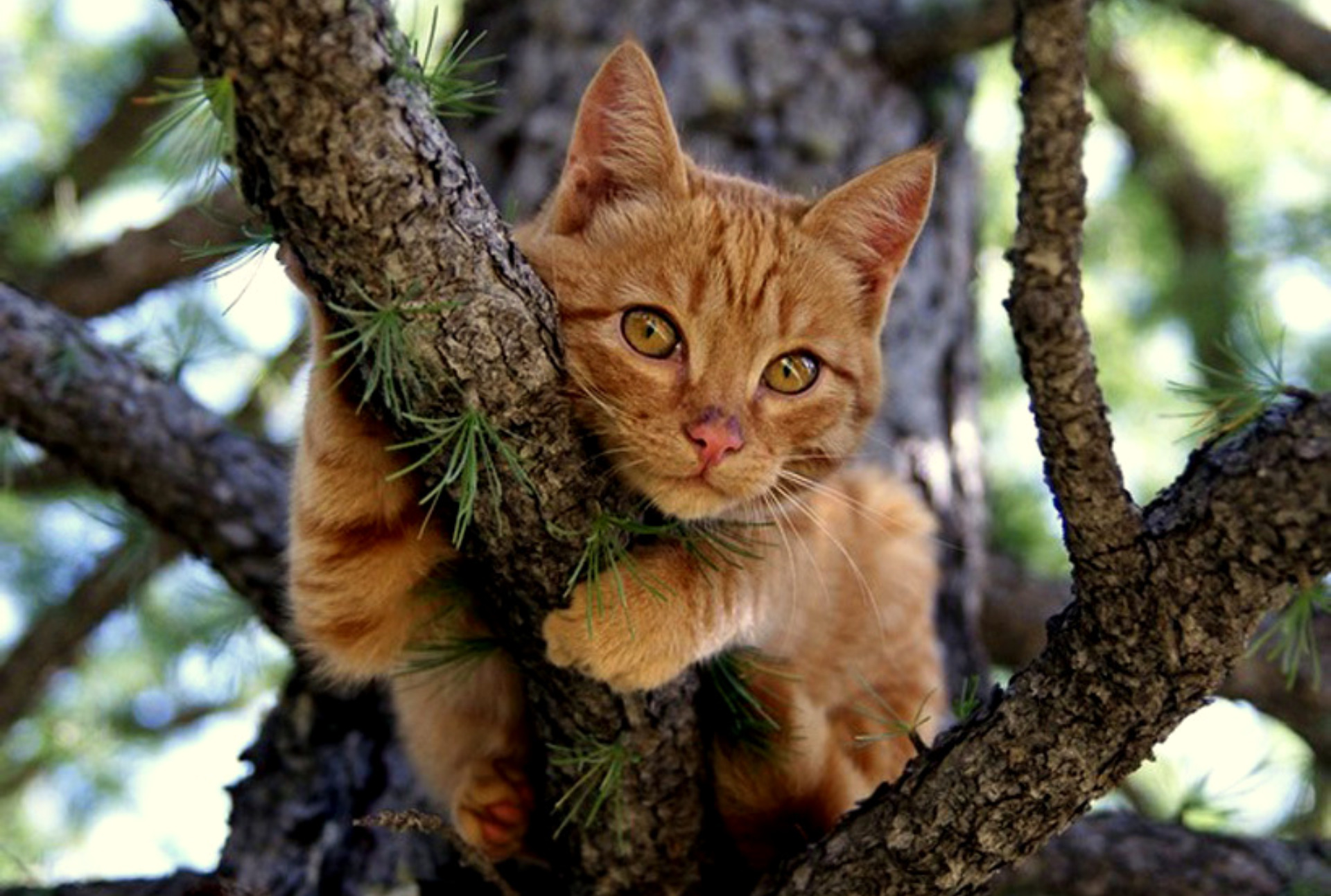 Скачати мобільні шпалери Кішка, Тварина, Коти безкоштовно.