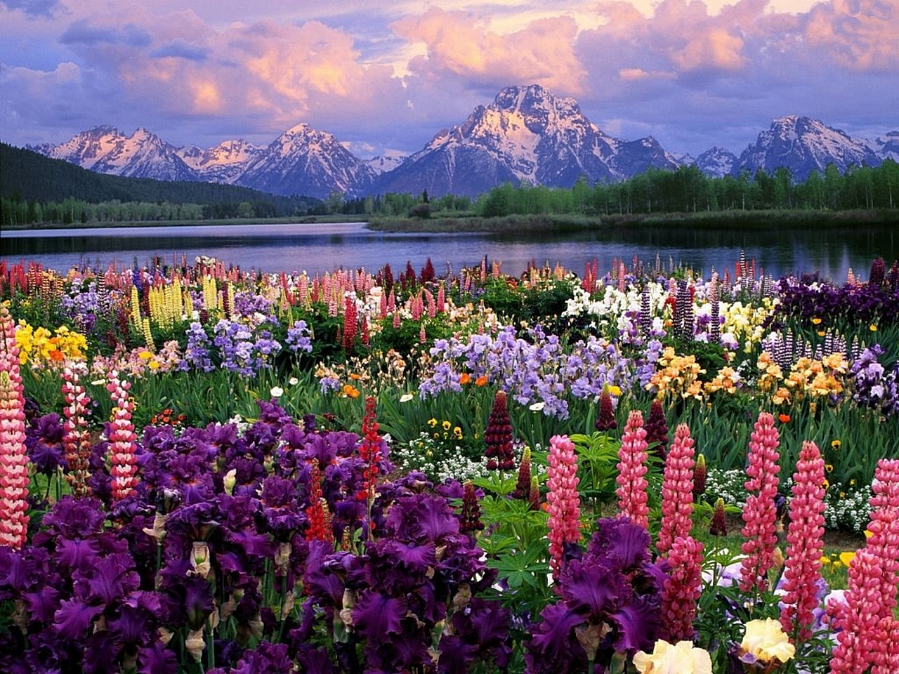 1520058壁紙のダウンロード山, 湖, 花, 地球, 虹彩, ルパン-スクリーンセーバーと写真を無料で