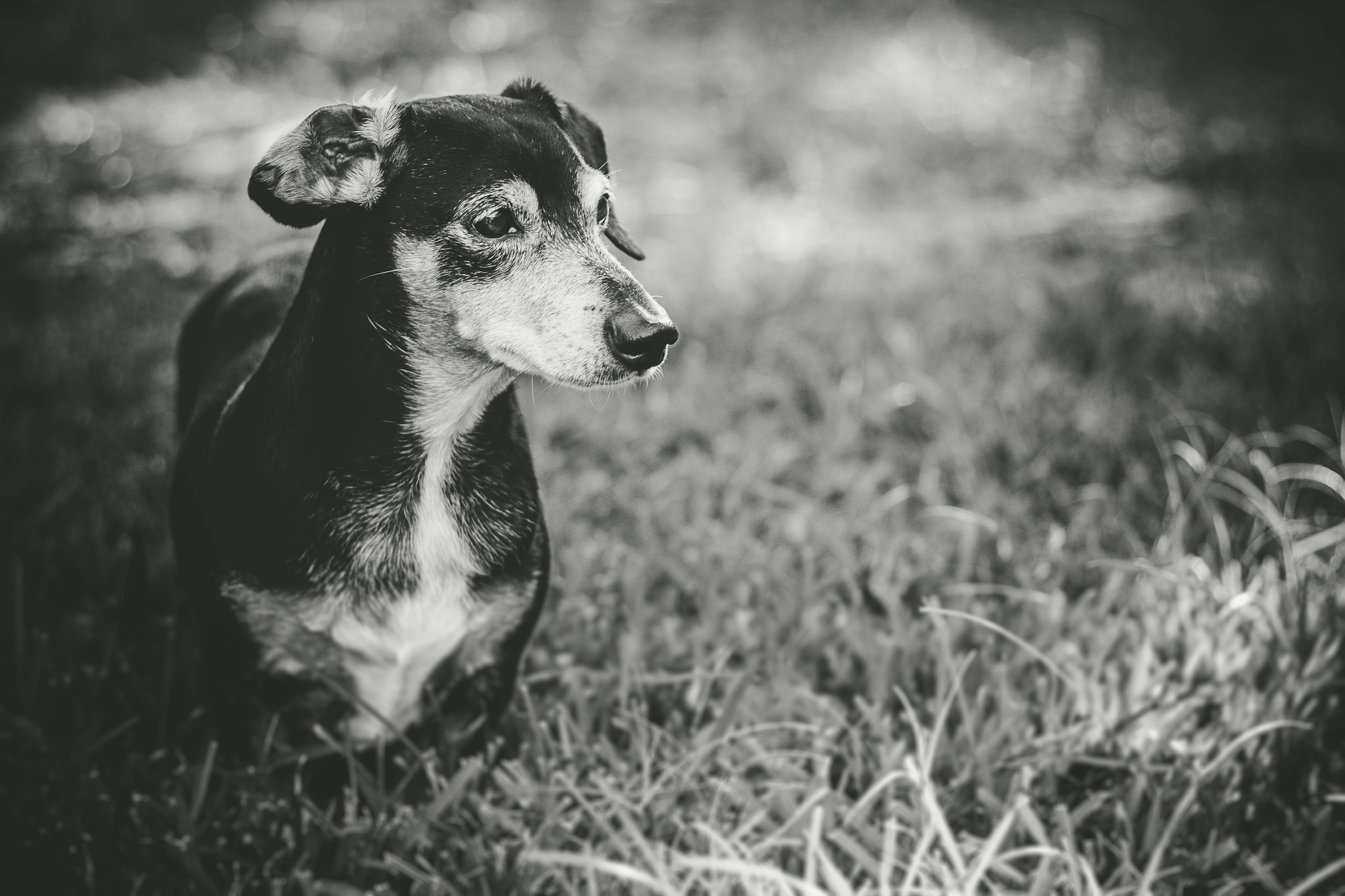 Download mobile wallpaper Dogs, Grass, Dog, Animal, Puppy, Dachshund, Black & White, Baby Animal for free.