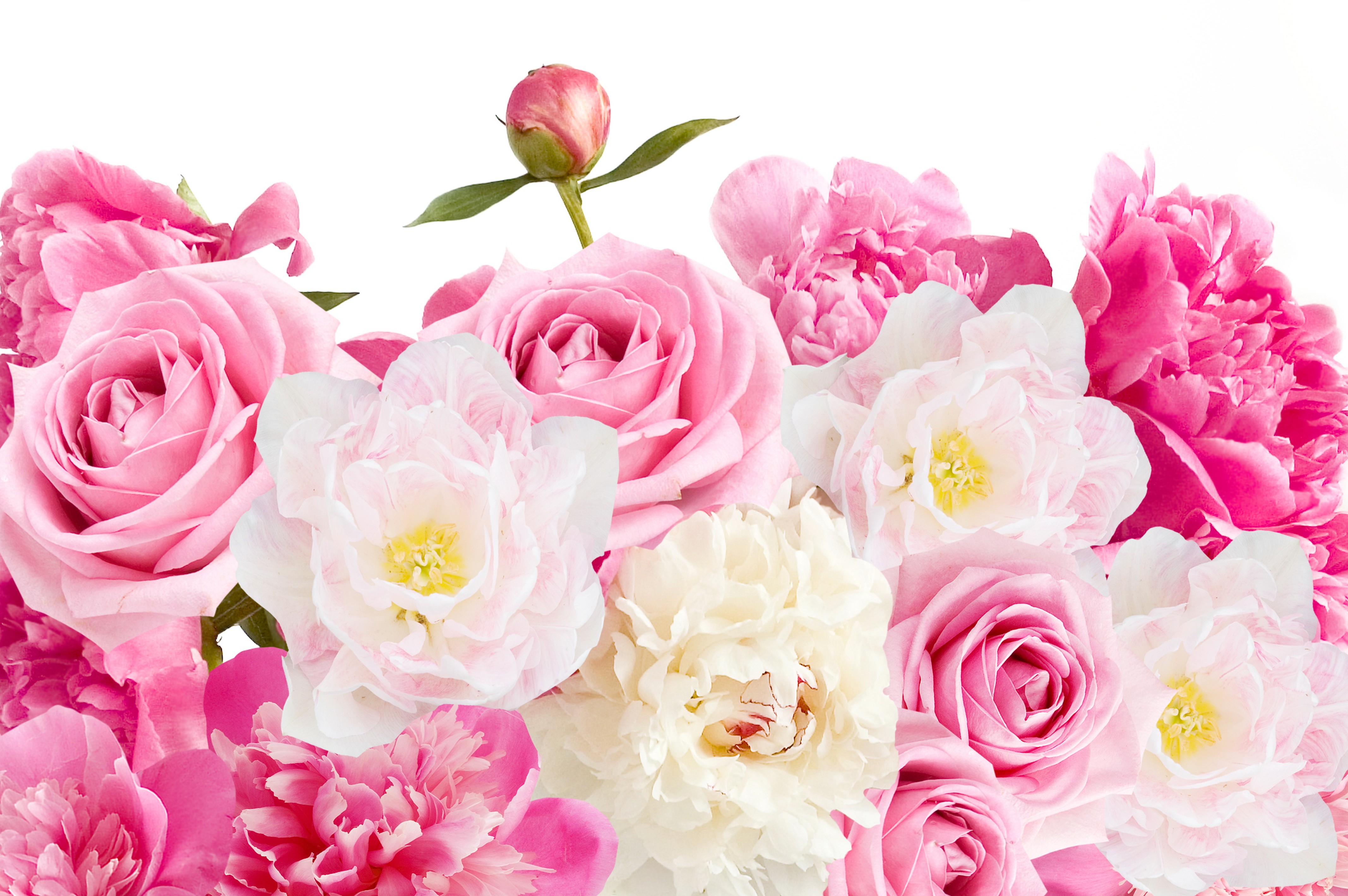 380728 скачать картинку пион, земля/природа, цветок, розовый цветок, роза, флауэрсы - обои и заставки бесплатно