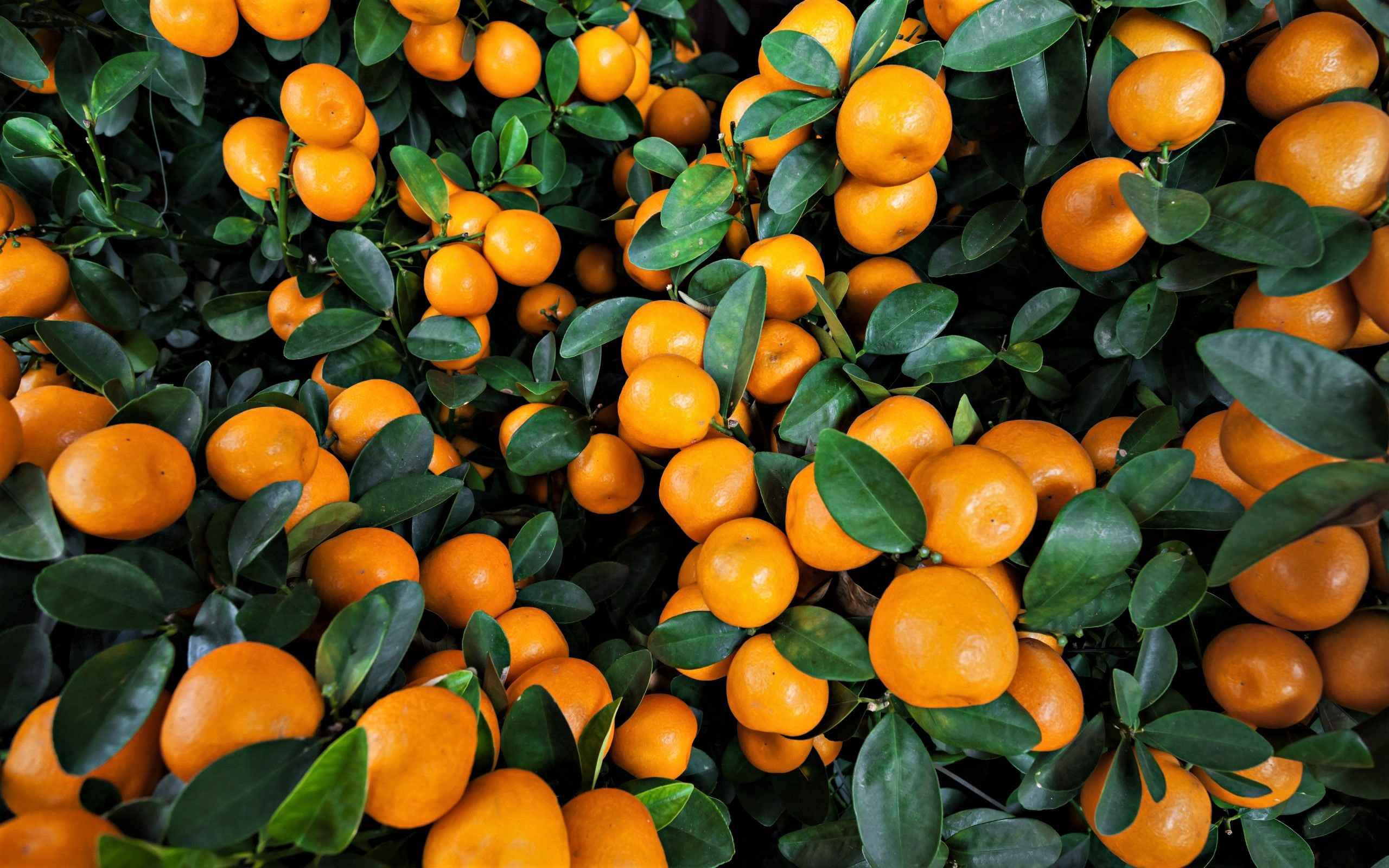 Laden Sie das Blatt, Frucht, Nahrungsmittel, Früchte, Orange (Obst)-Bild kostenlos auf Ihren PC-Desktop herunter