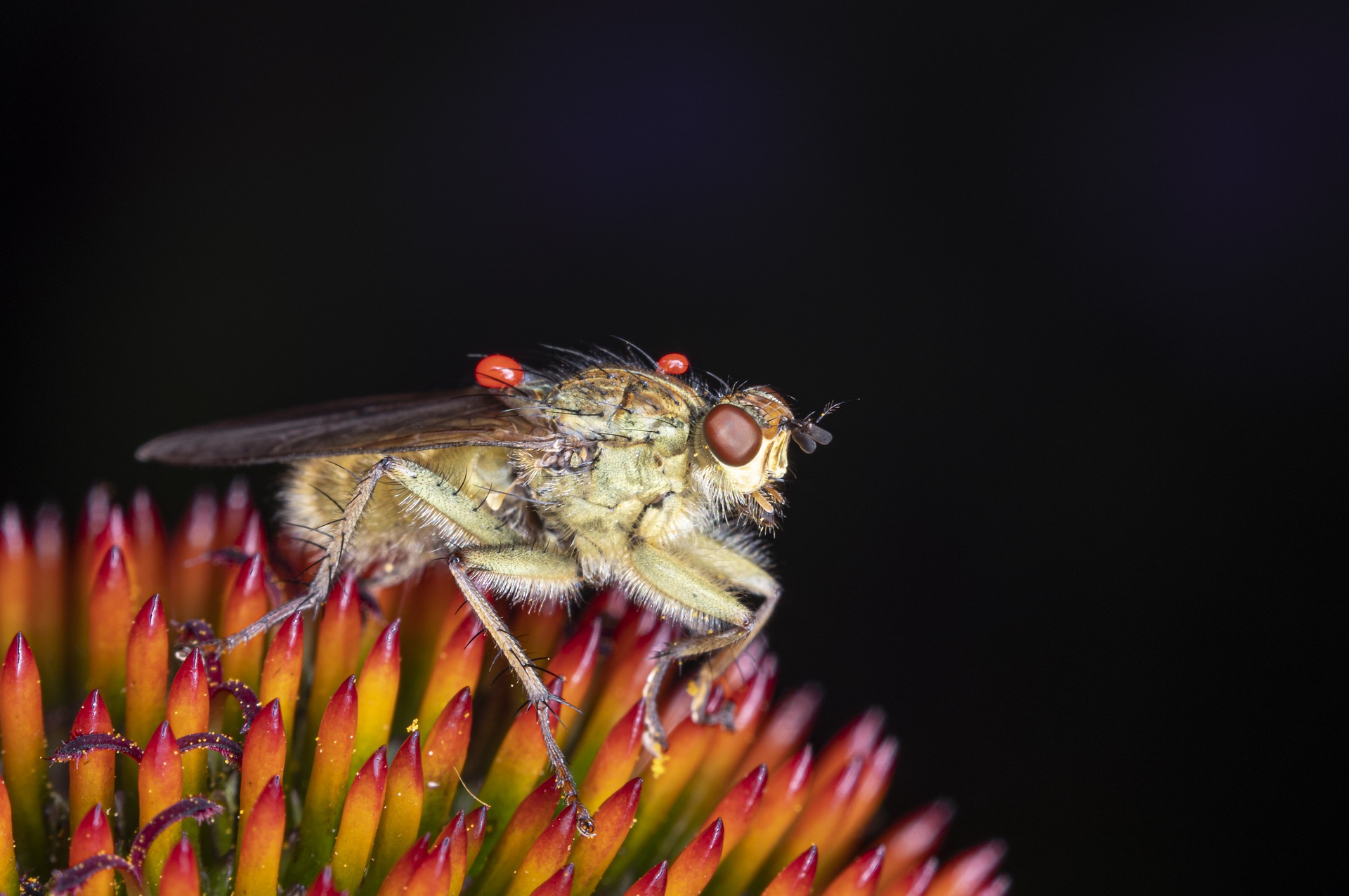 Download mobile wallpaper Macro, Insect, Animal, Fly for free.