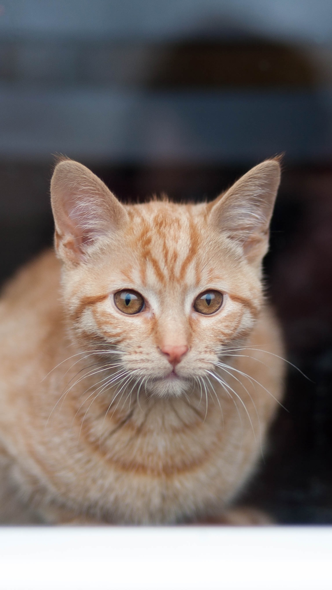 Baixar papel de parede para celular de Animais, Gatos, Gato gratuito.