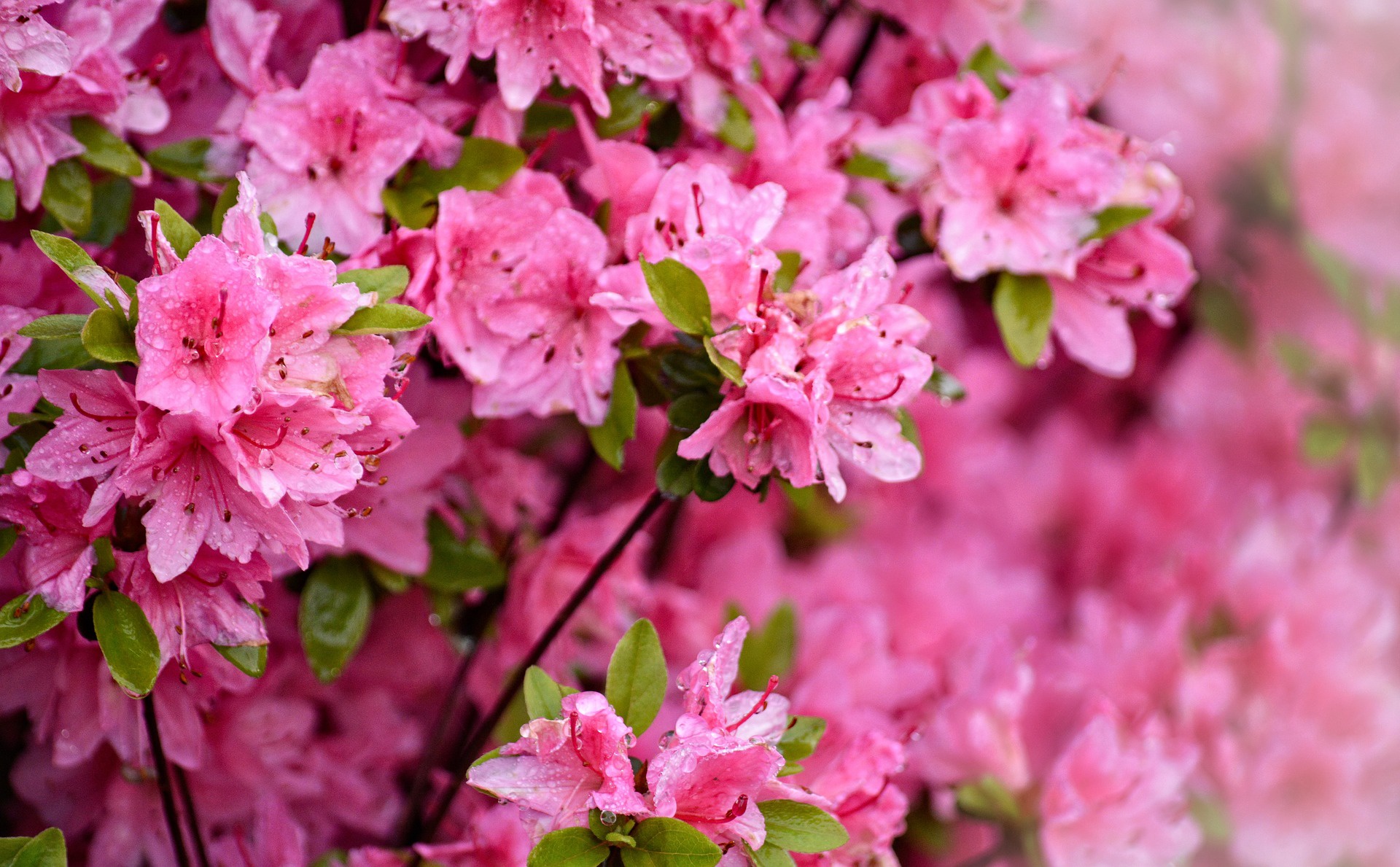Laden Sie das Natur, Blumen, Blume, Frühling, Blüte, Erde/natur, Pinke Blume, Azaleen-Bild kostenlos auf Ihren PC-Desktop herunter