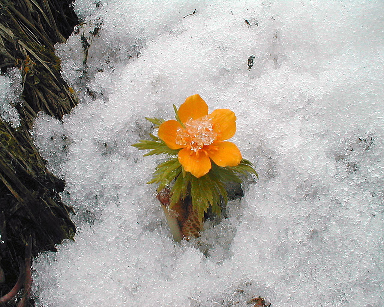 Download mobile wallpaper Winter, Flowers, Snow, Plants for free.