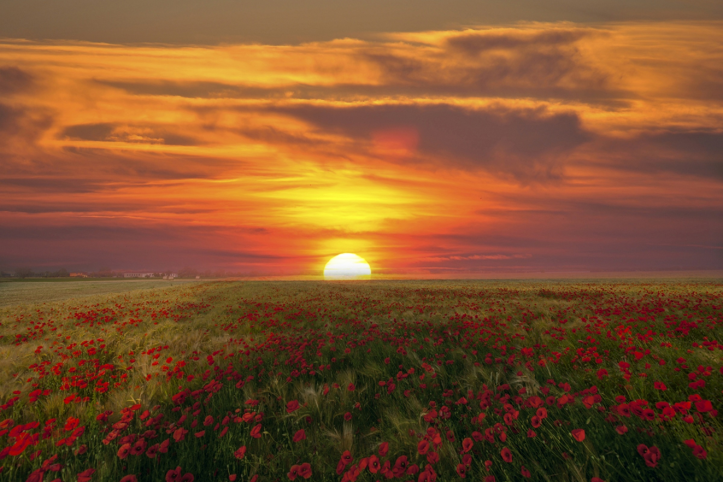 Download mobile wallpaper Sunset, Sky, Sun, Flower, Earth, Field, Poppy, Red Flower for free.