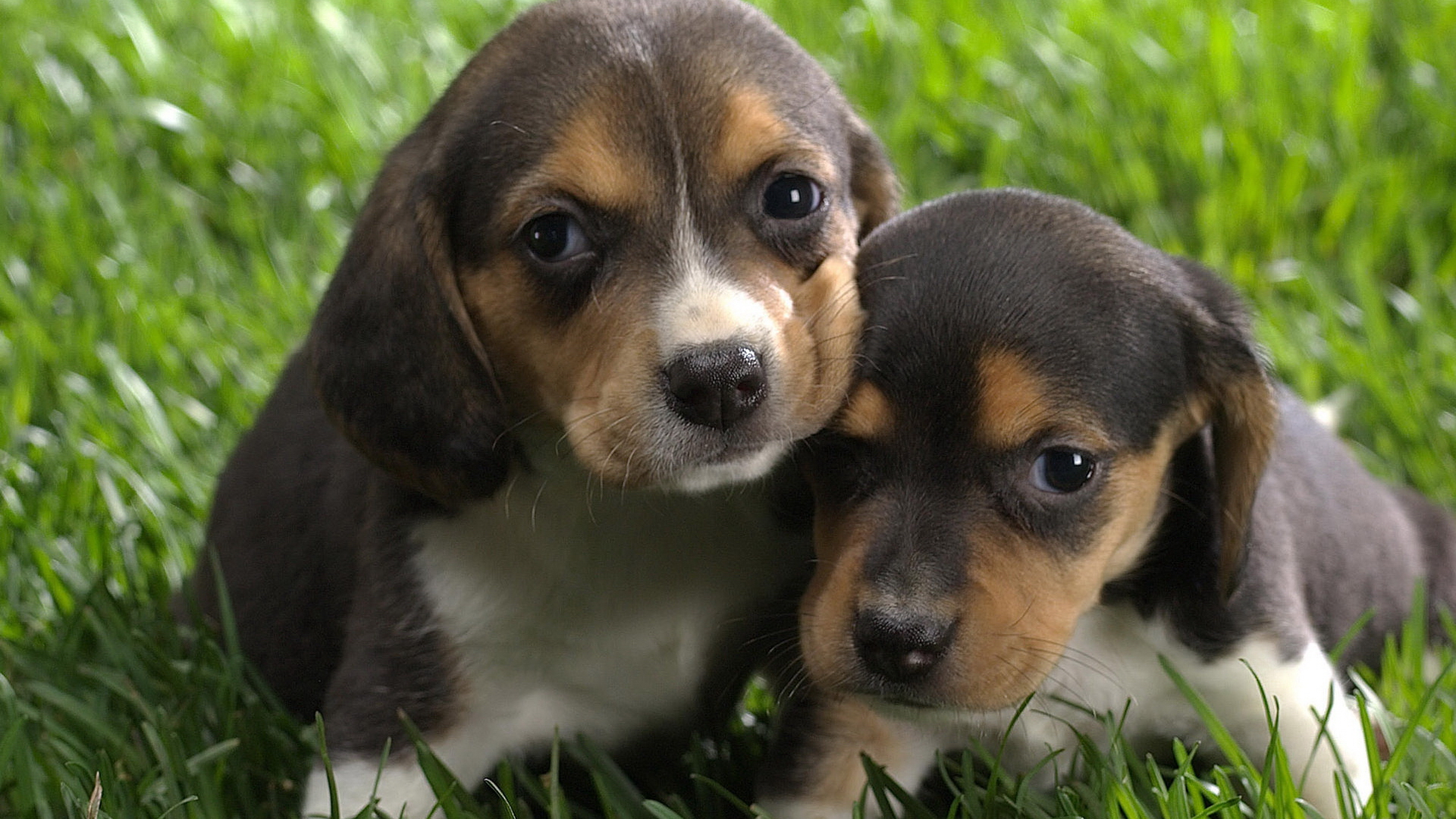 Free download wallpaper Animal, Puppy on your PC desktop