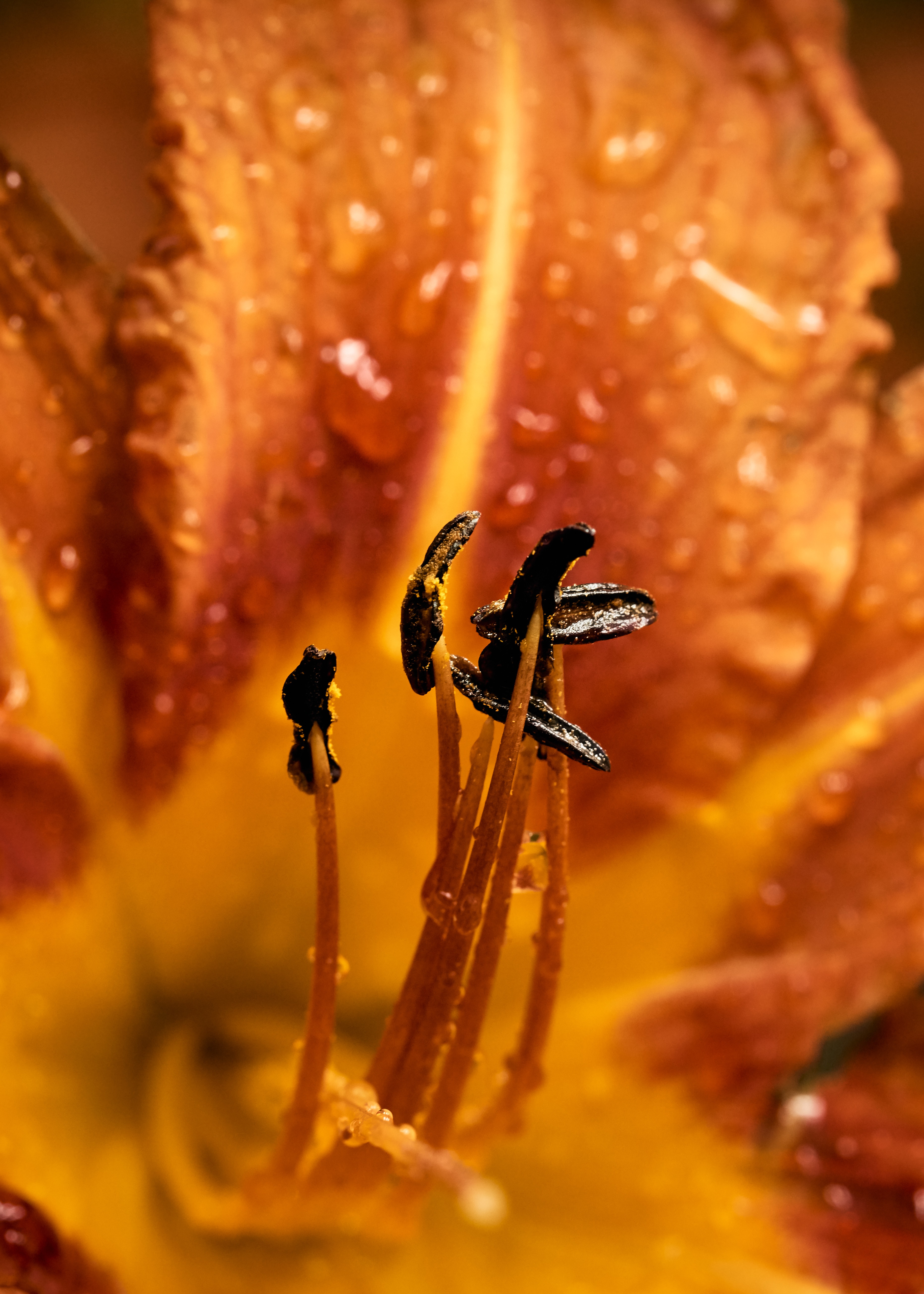 Download mobile wallpaper Stamens, Close Up, Dew, Flower, Macro, Wet for free.