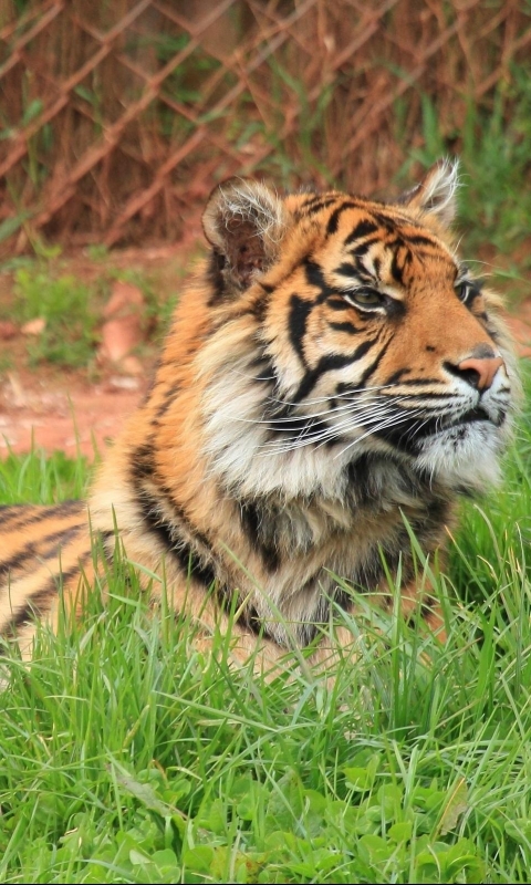 Téléchargez des papiers peints mobile Animaux, Chats, Tigre gratuitement.