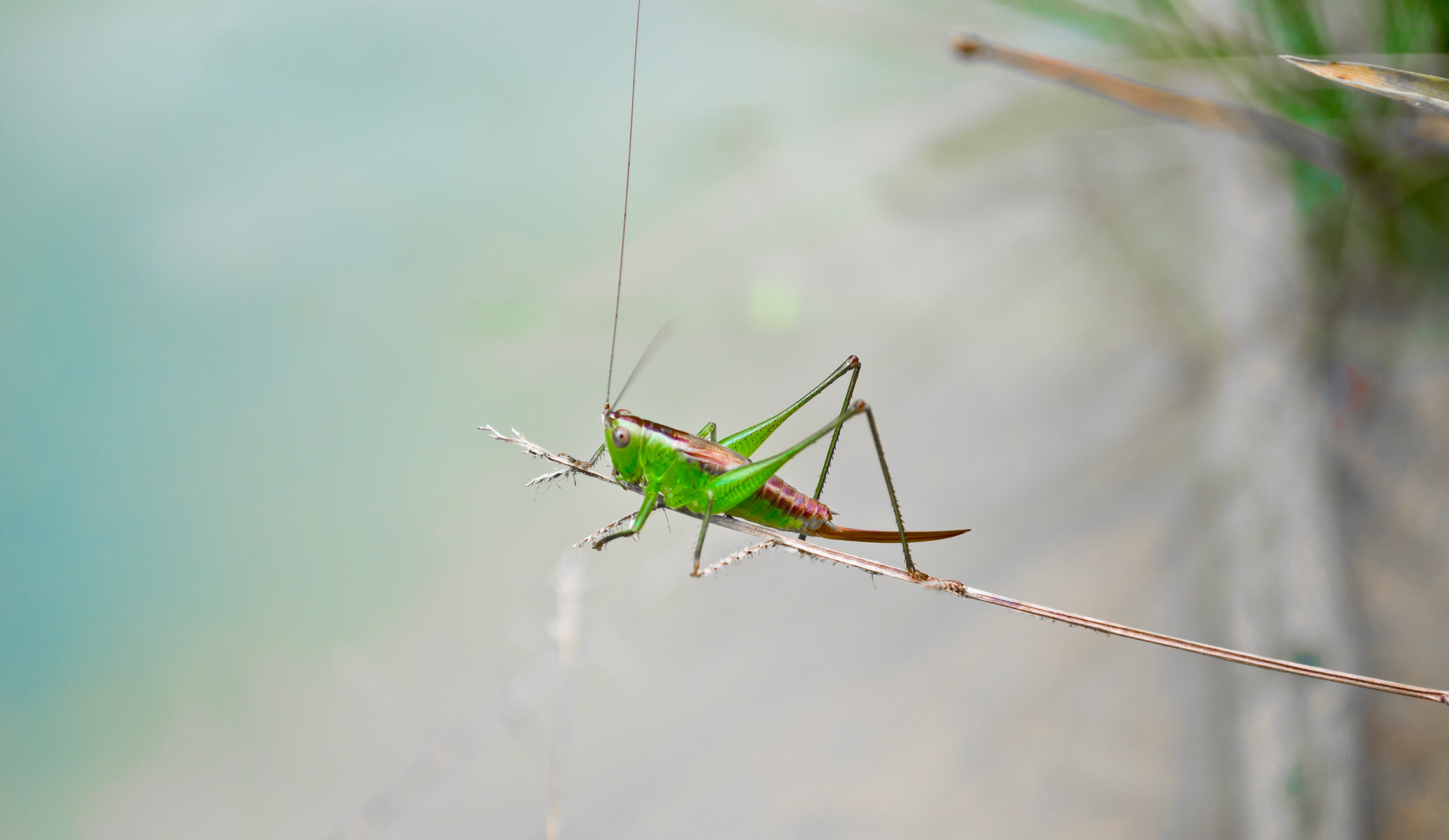 Download mobile wallpaper Grasshopper, Close Up, Macro, Insect for free.