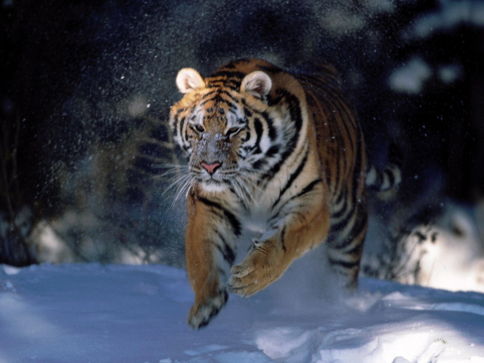 Download mobile wallpaper Tiger, Animal for free.