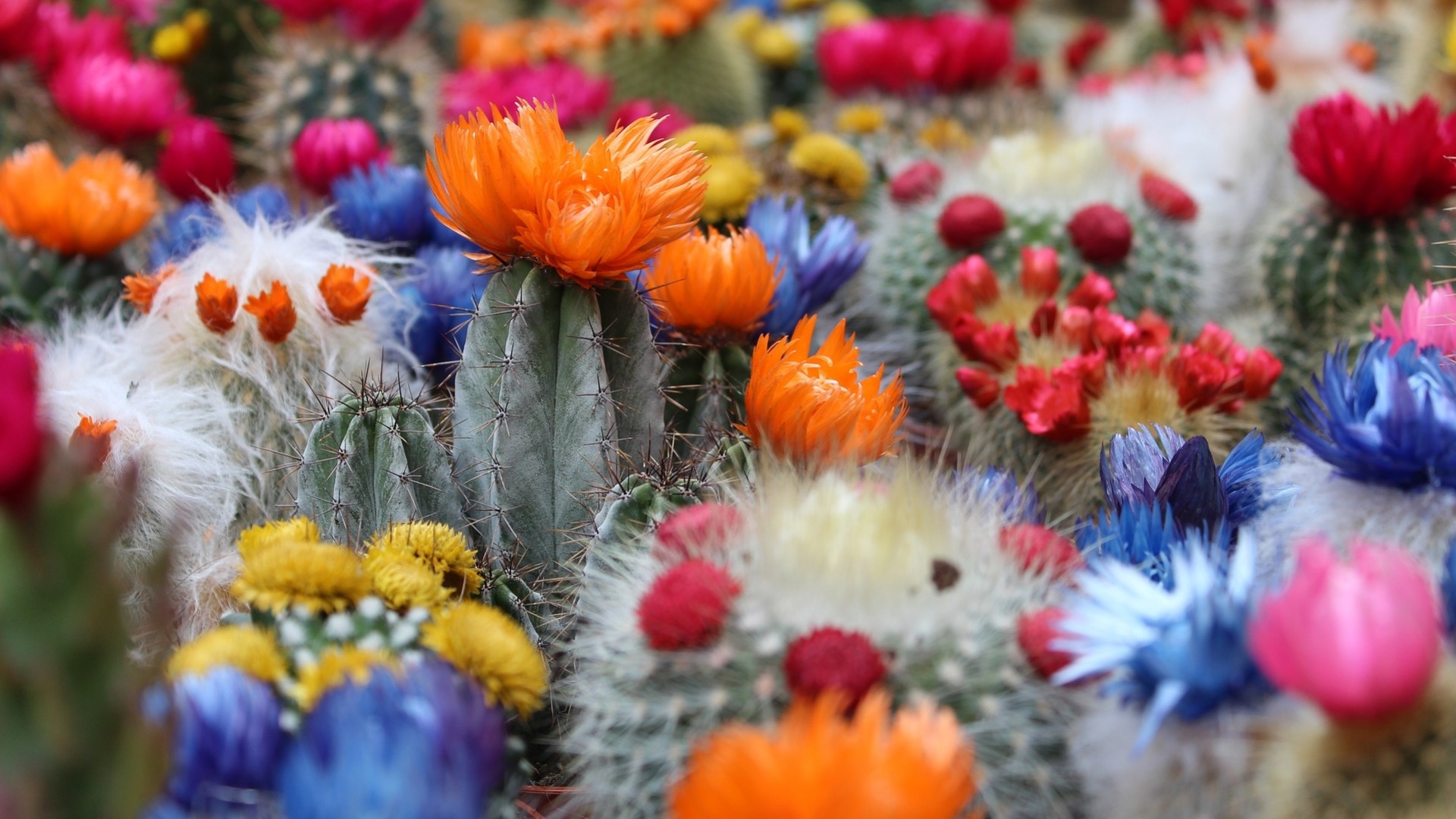 Download mobile wallpaper Flower, Earth, Cactus, Spring for free.