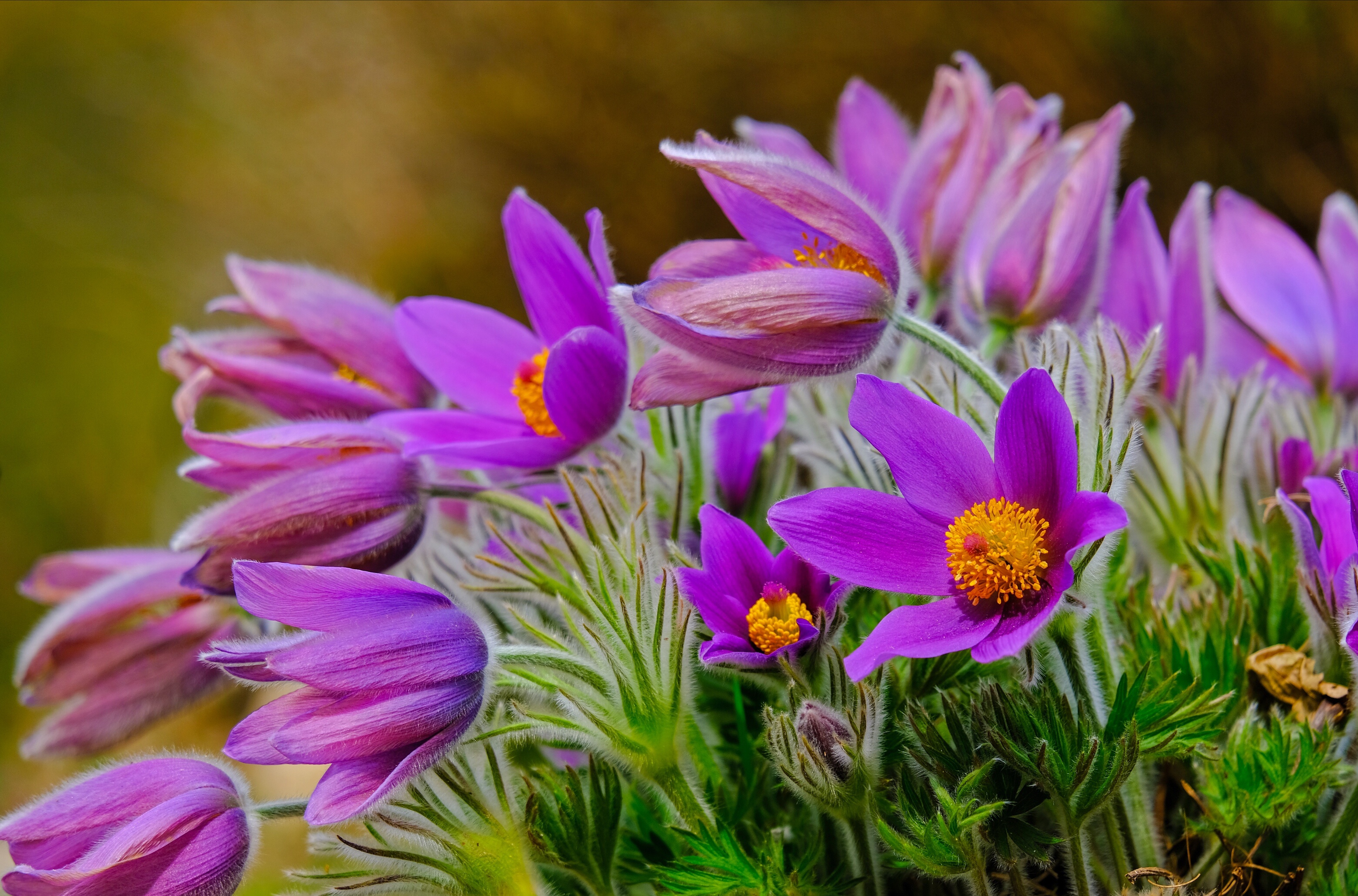 primrose, earth, flower, nature, purple flower