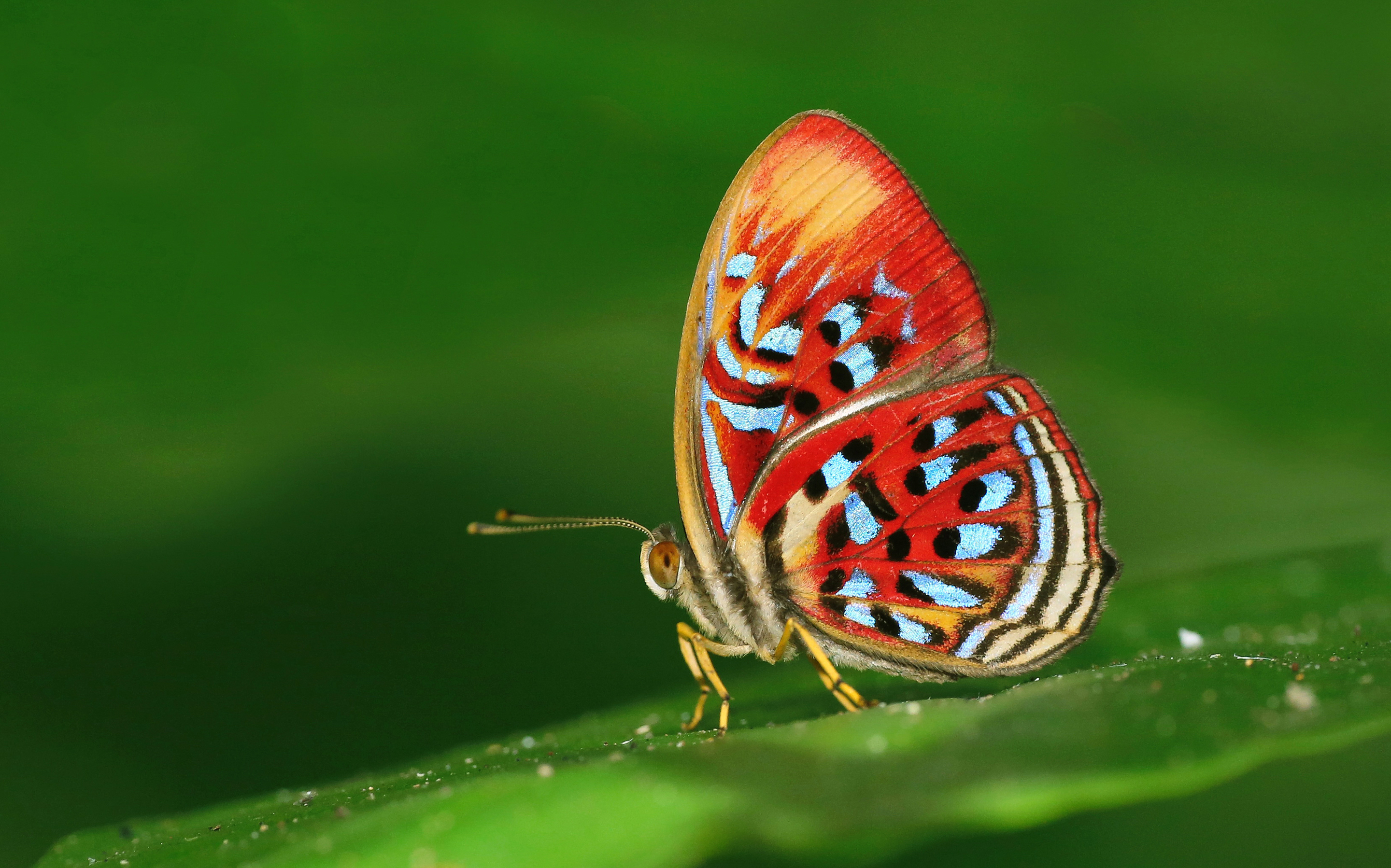 Descarga gratis la imagen Animales, Hoja, Insecto, Mariposa, Macrofotografía en el escritorio de tu PC