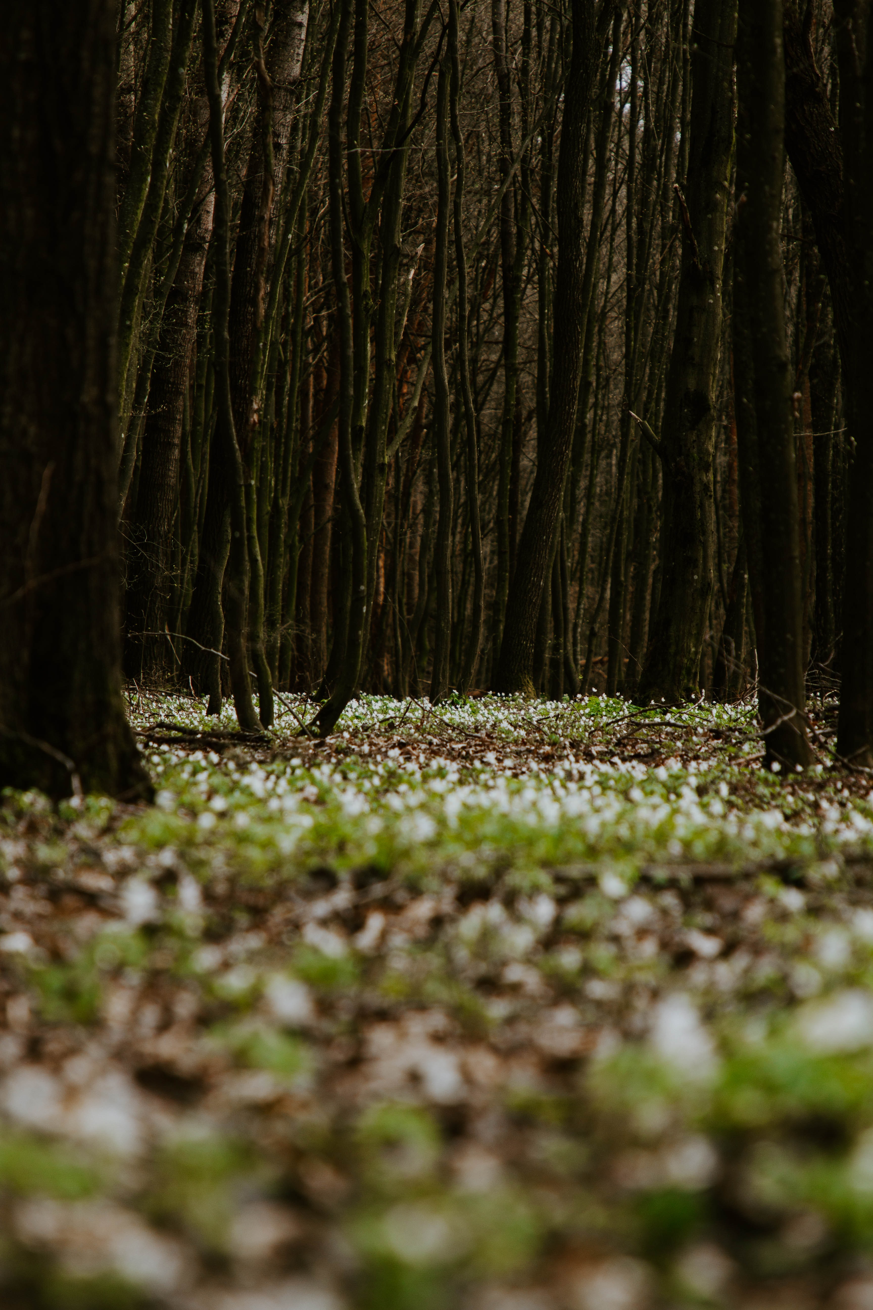 Descarga gratuita de fondo de pantalla para móvil de Naturaleza, Hierba, Bosque, Flores.