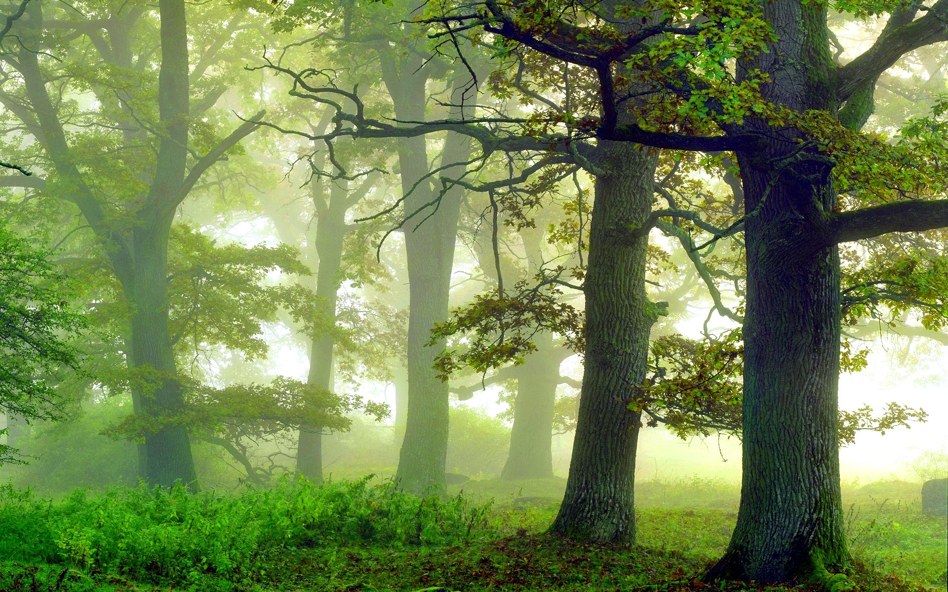 Free download wallpaper Forest, Tree, Fog, Earth on your PC desktop