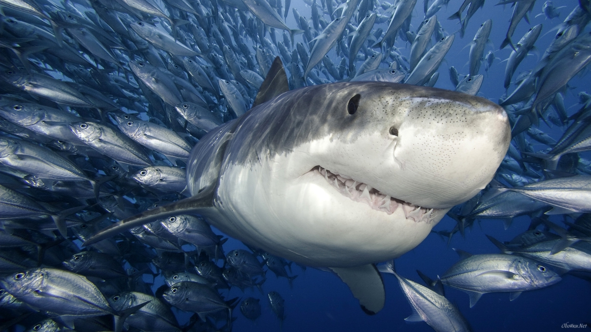 25820 скачать обои акулы, рыбы, море, животные, синие - заставки и картинки бесплатно