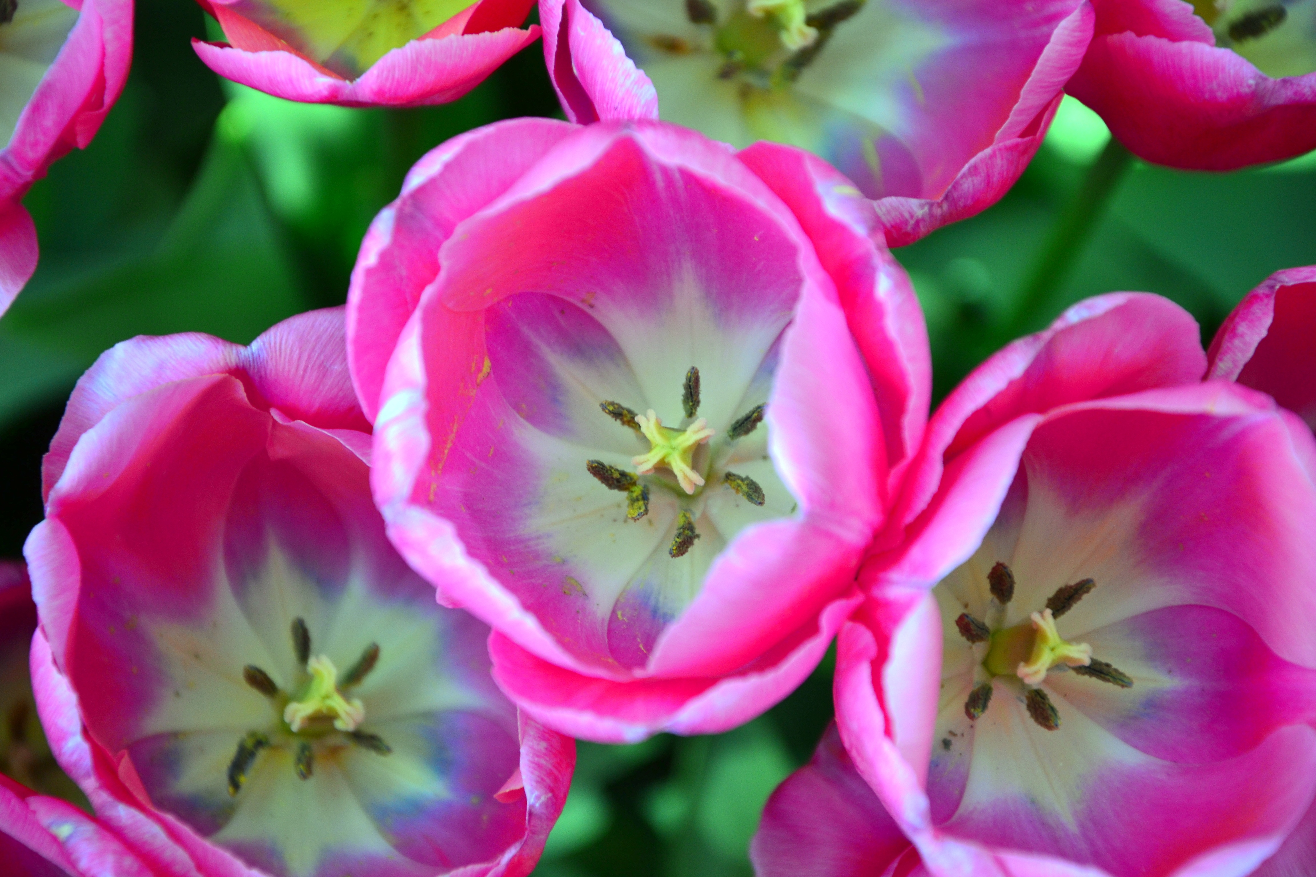 desktop Images flowers, pink, tulips, close up, buds