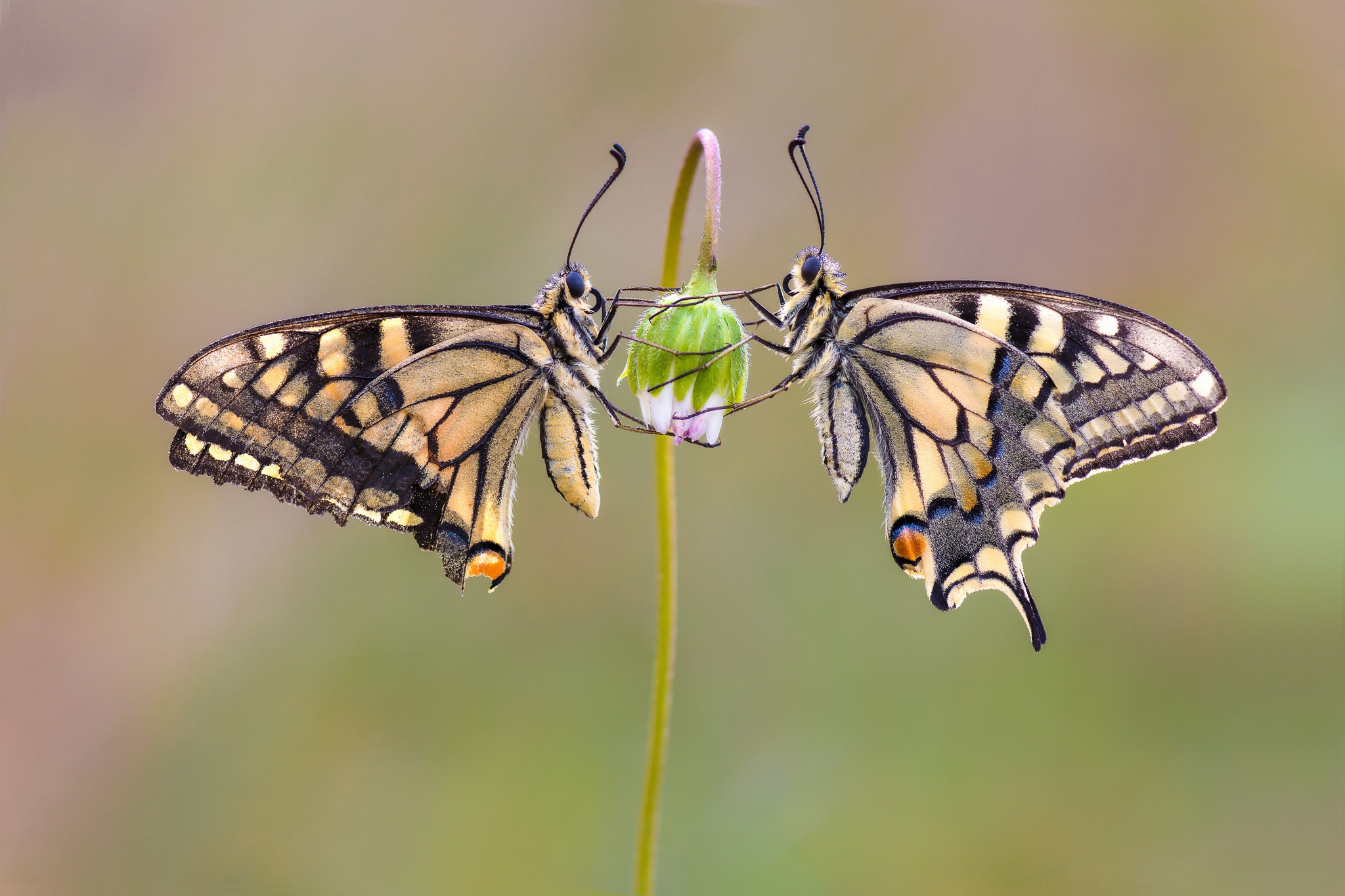 Download mobile wallpaper Flower, Macro, Insect, Butterfly, Animal for free.