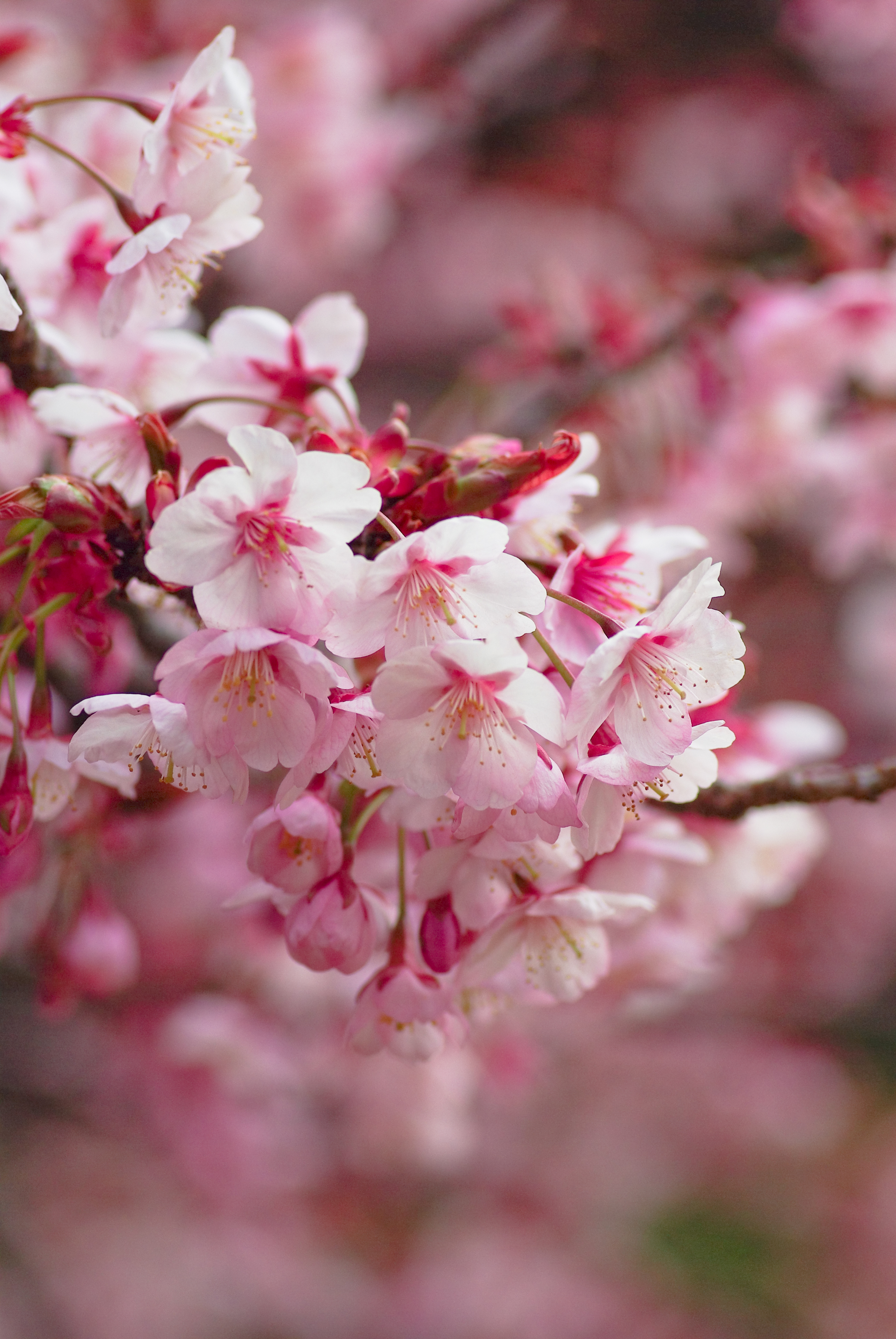Téléchargez gratuitement l'image Flou, Lisse, Branche, Floraison, Fleurs, Sakura sur le bureau de votre PC